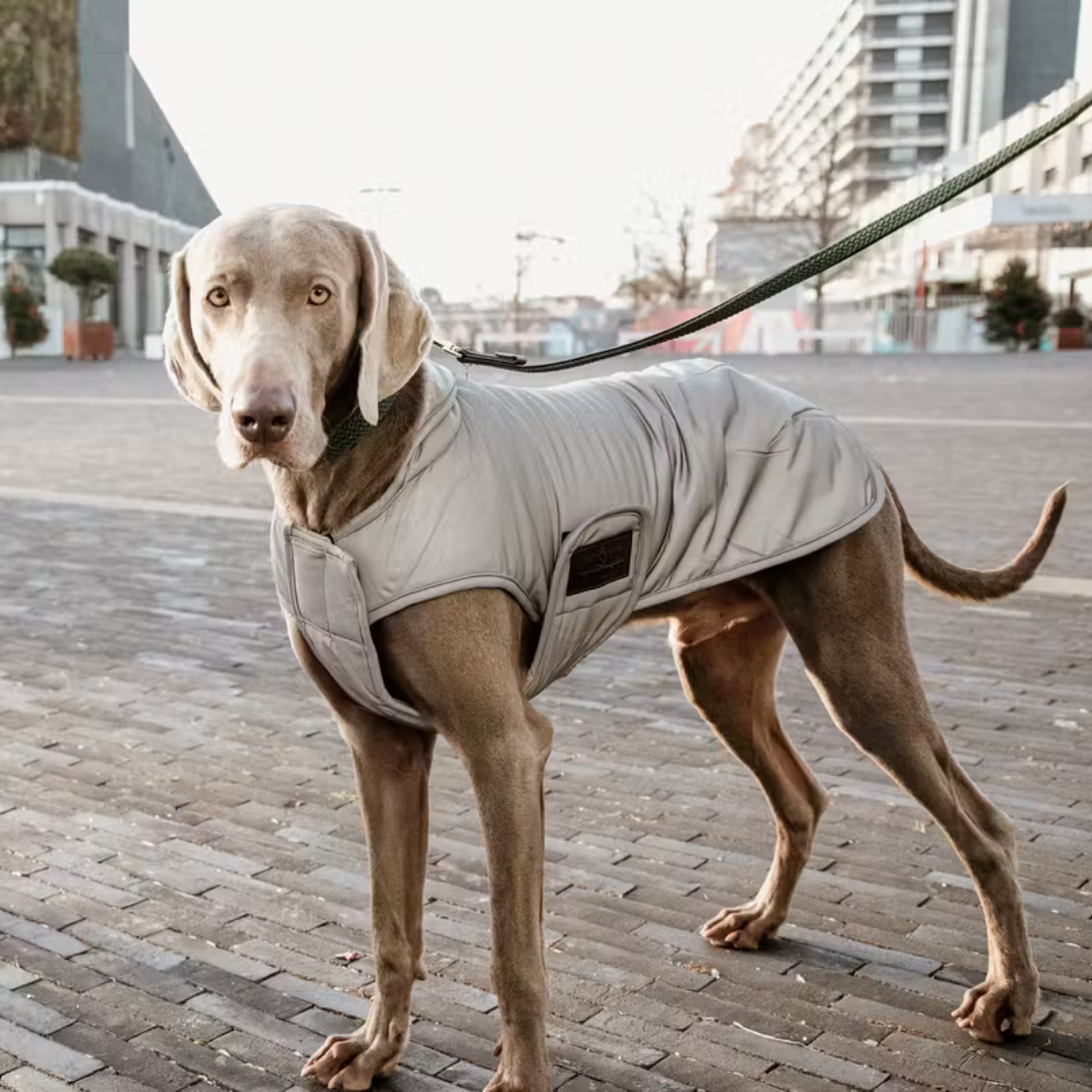 KENTUCKY DOG COAT REFLECTIVE WATER REPELLENT BELLY COVER 150GR - 5