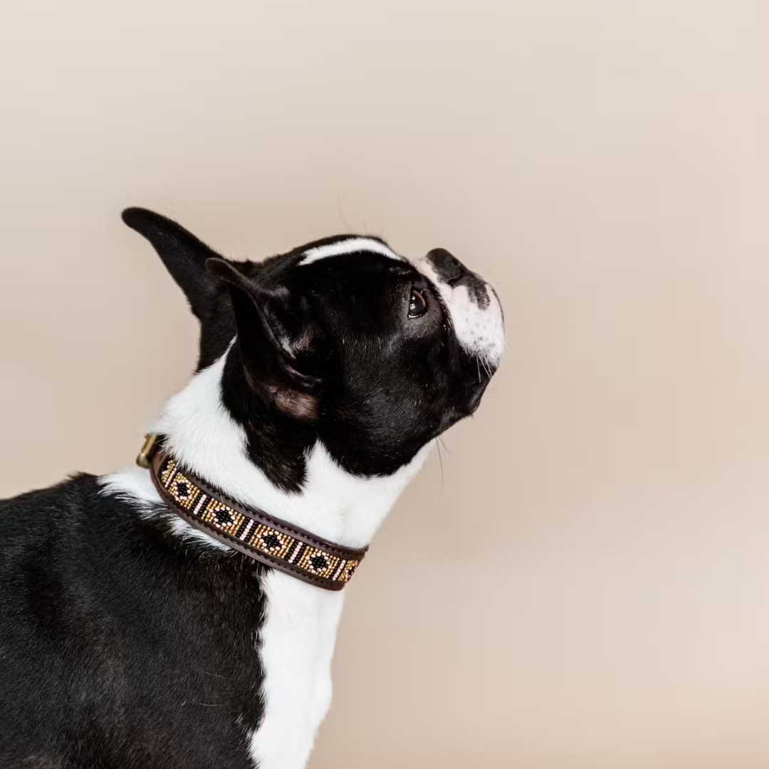 KENTUCKY DOG COLLAR HANDMADE PEARLS - 3