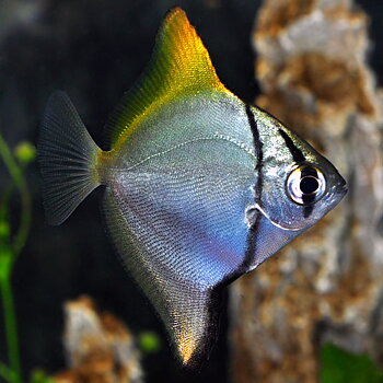 Monodactylus argenteus (Bräckvatten)
