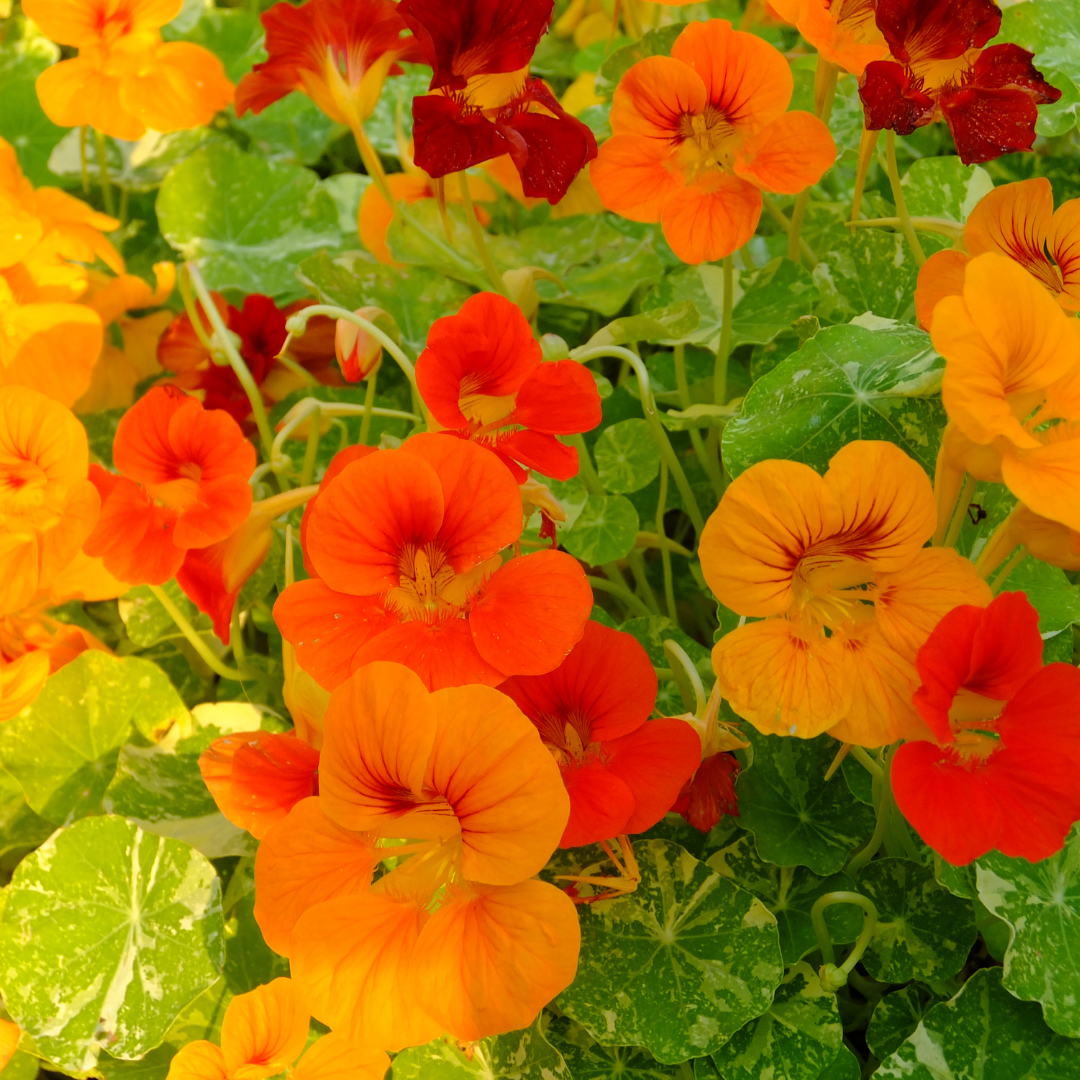 Buskkrasse - Jewel Mix