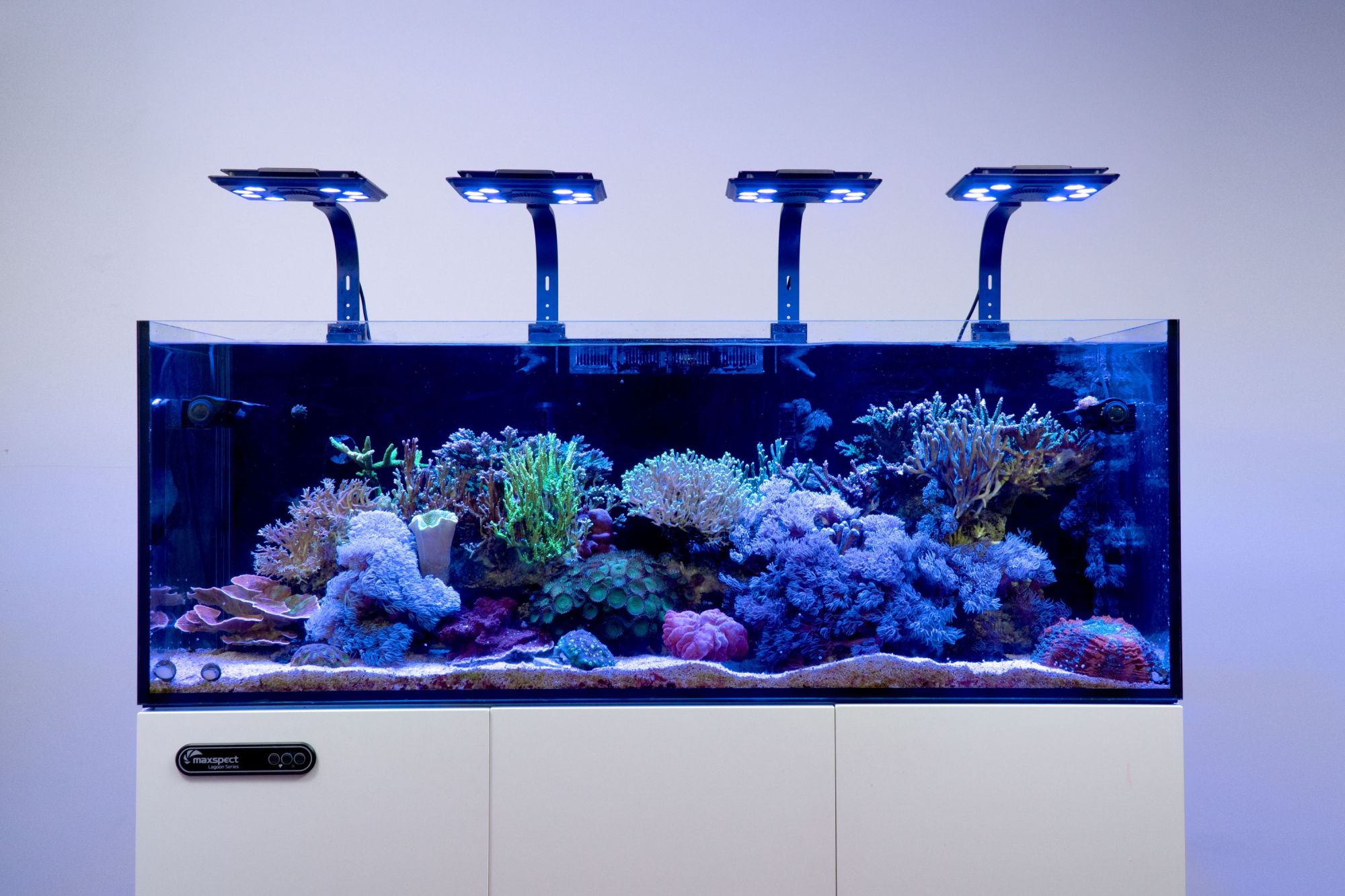MAXSPECT  Jump MJ-L260 Blue LED - 12