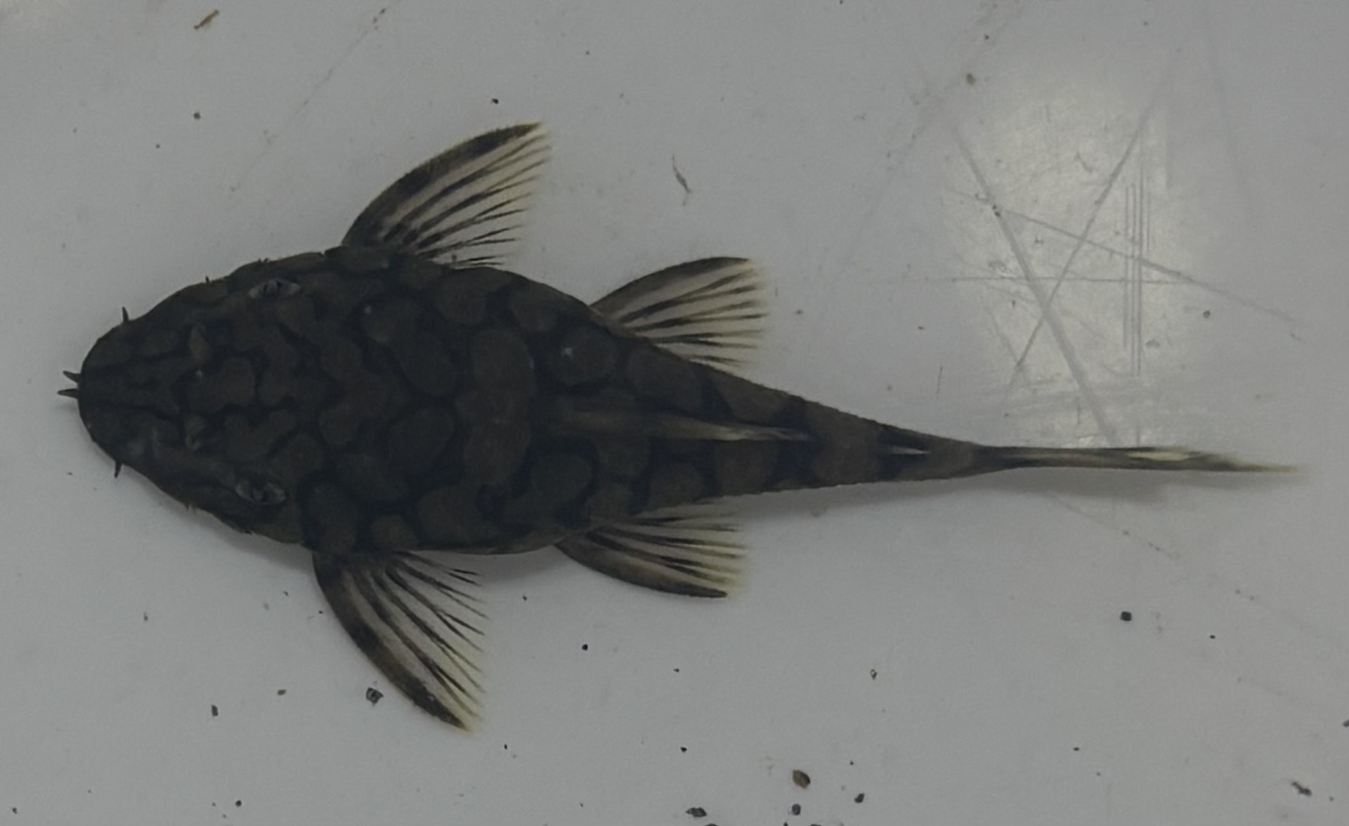 Honeycomb Bristlenose (Ancistrus sp. L519) - 2