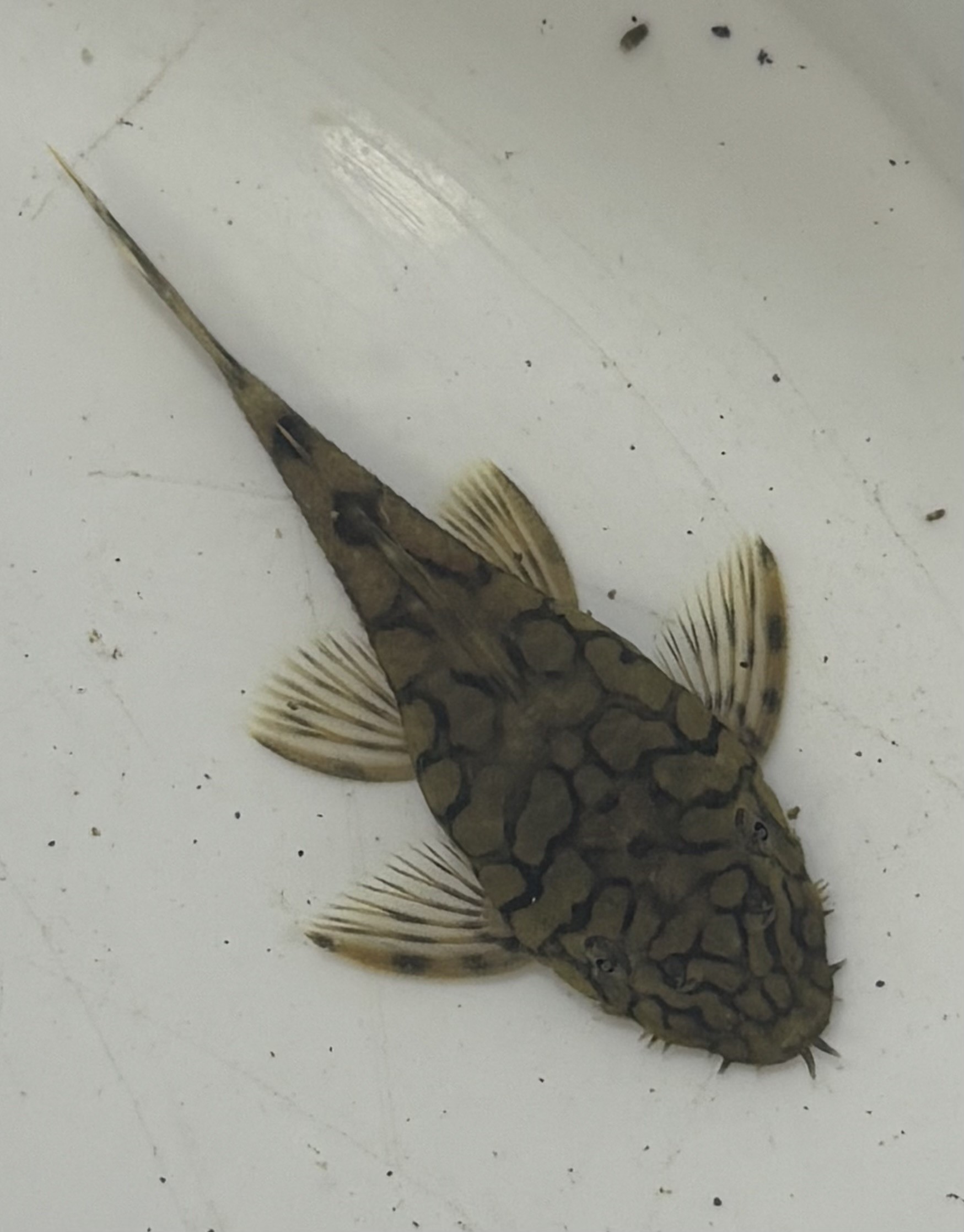 Honeycomb Bristlenose (Ancistrus sp. L519) - Herkules Zoo AB