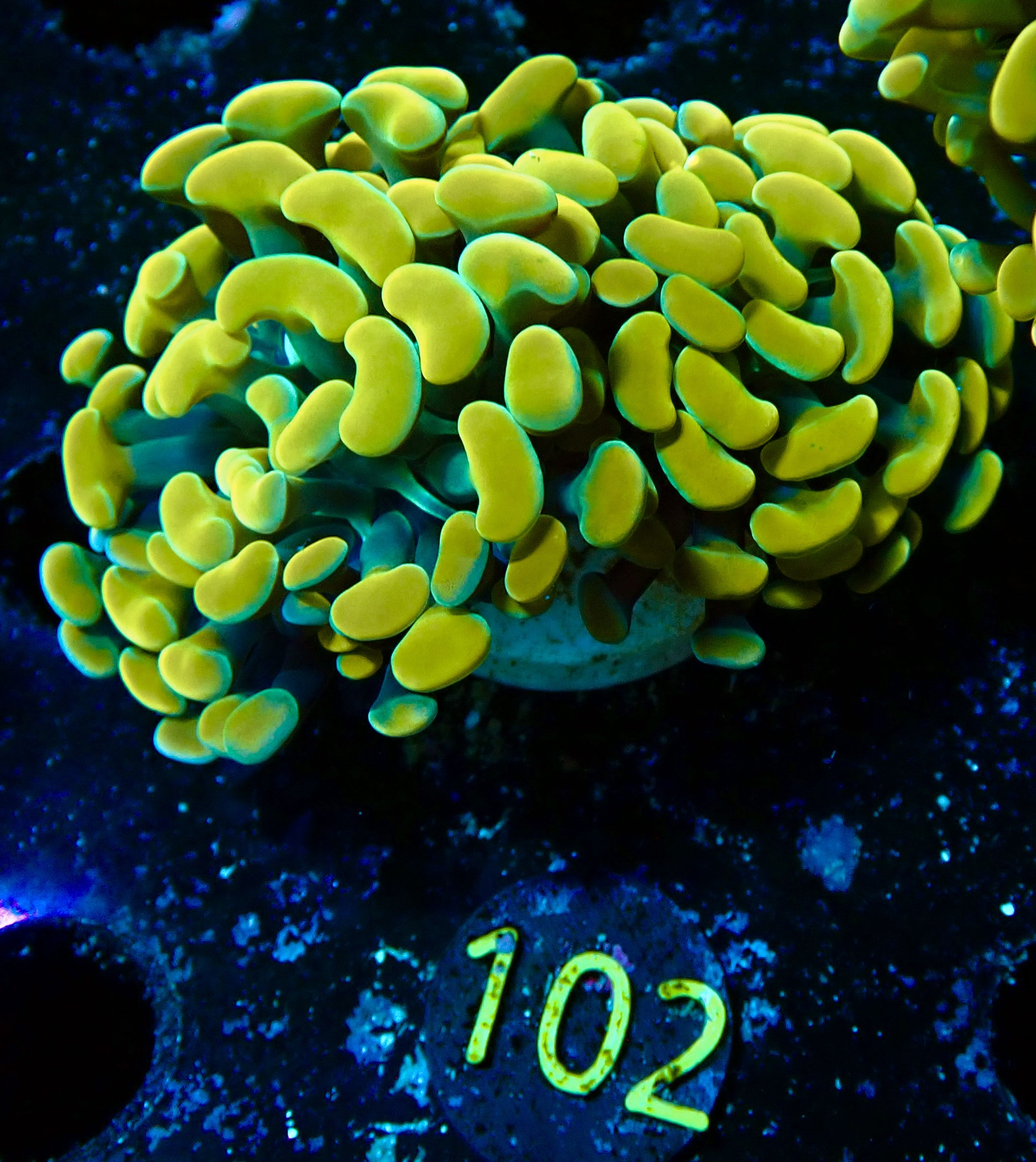 Euphyllia paraancora golden