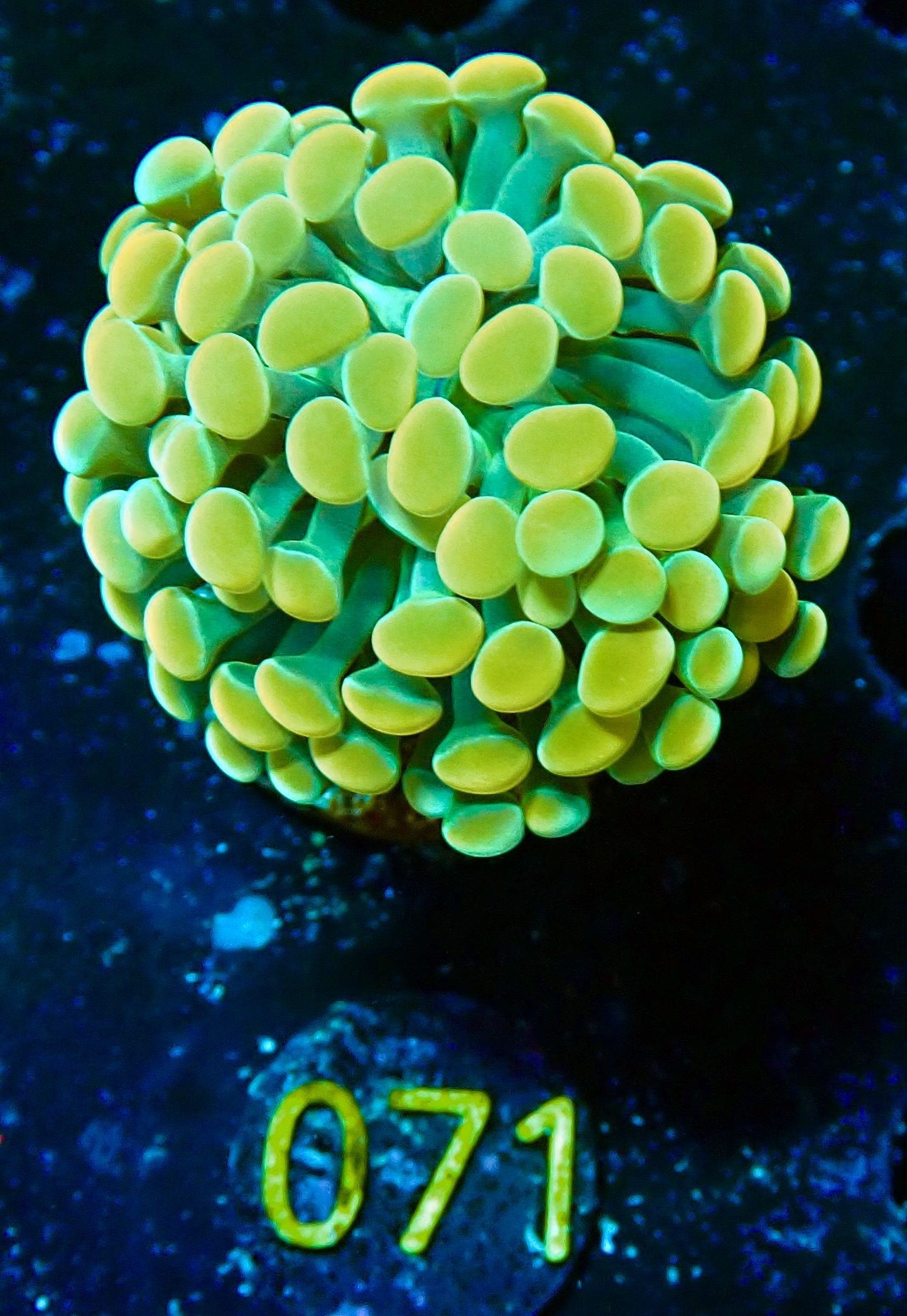 Euphyllia paraancora golden