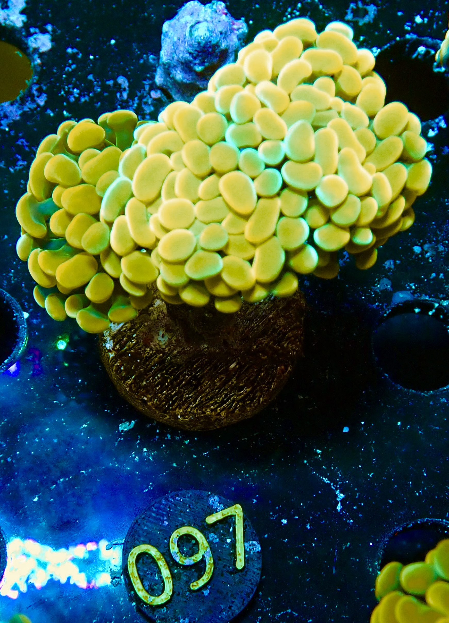 Euphyllia paraancora golden