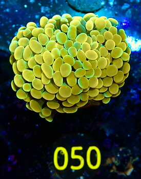 Euphyllia paraancora golden