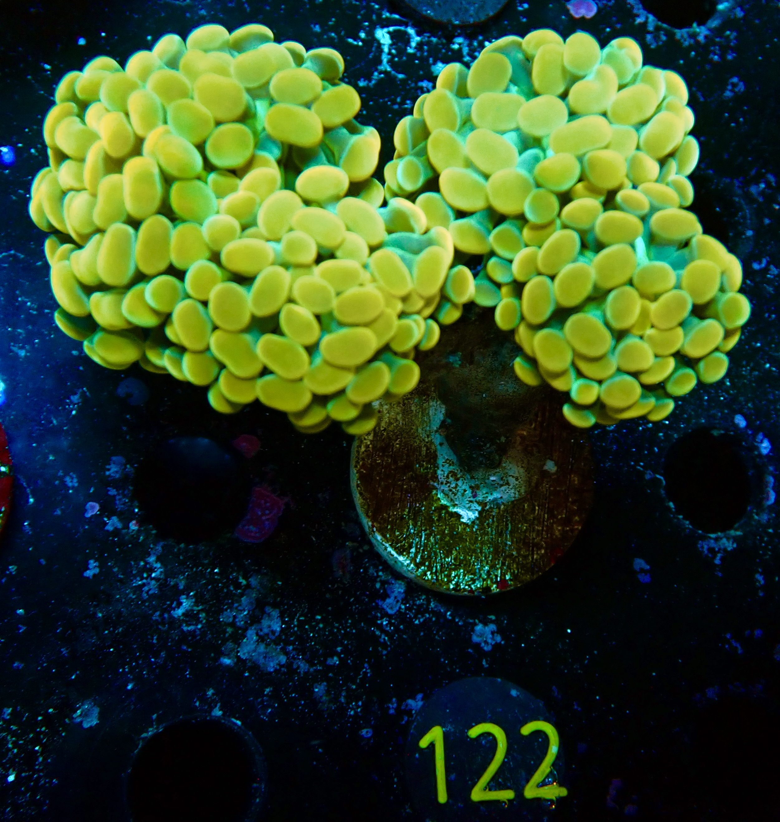 Euphyllia paraancora golden