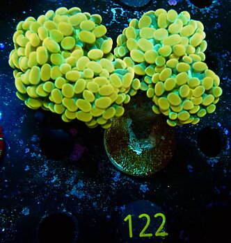Euphyllia paraancora golden