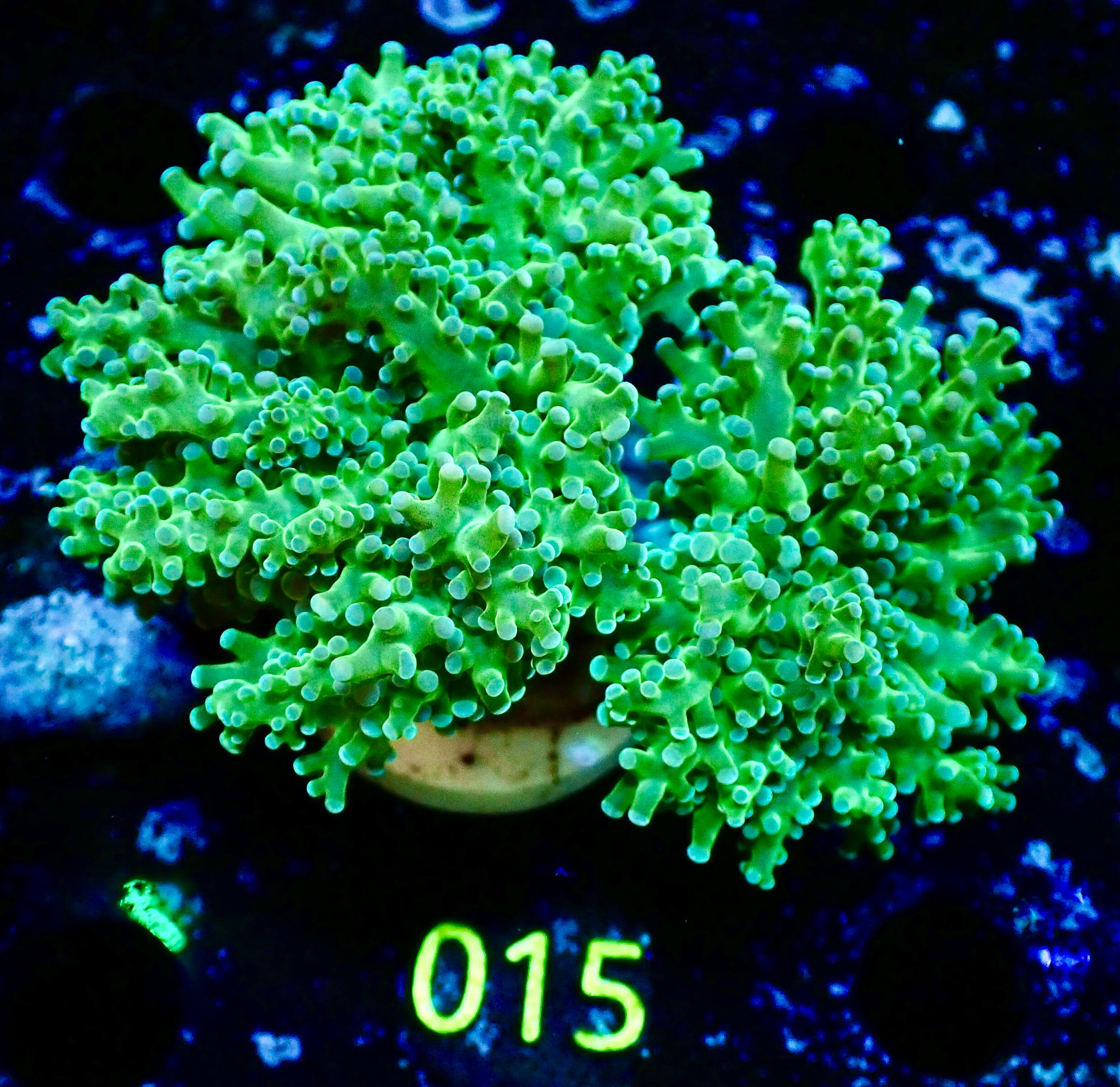 Euphyllia Paradivisa ultra