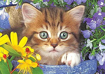 Nyfiken Kattunge, Noessa Diamond Painting