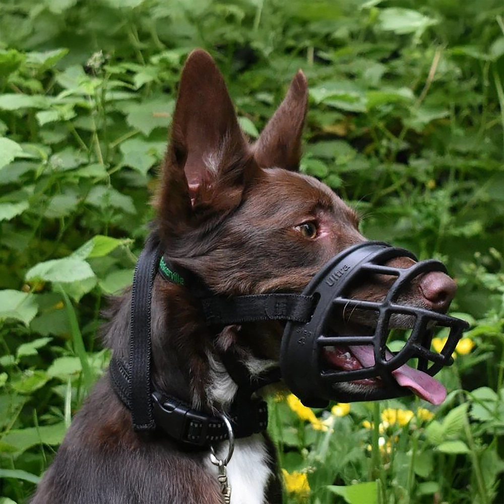 Munkorg Baskerville Ultra for large and small dogs allows the dog to pant and drink water