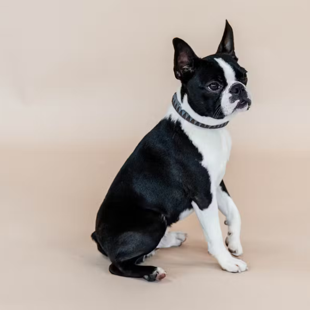 KENTUCKY DOG COLLAR TRIANGLE  - 4