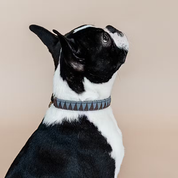 KENTUCKY DOG COLLAR TRIANGLE 