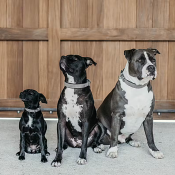 DYON BASKET DOG COLLAR 