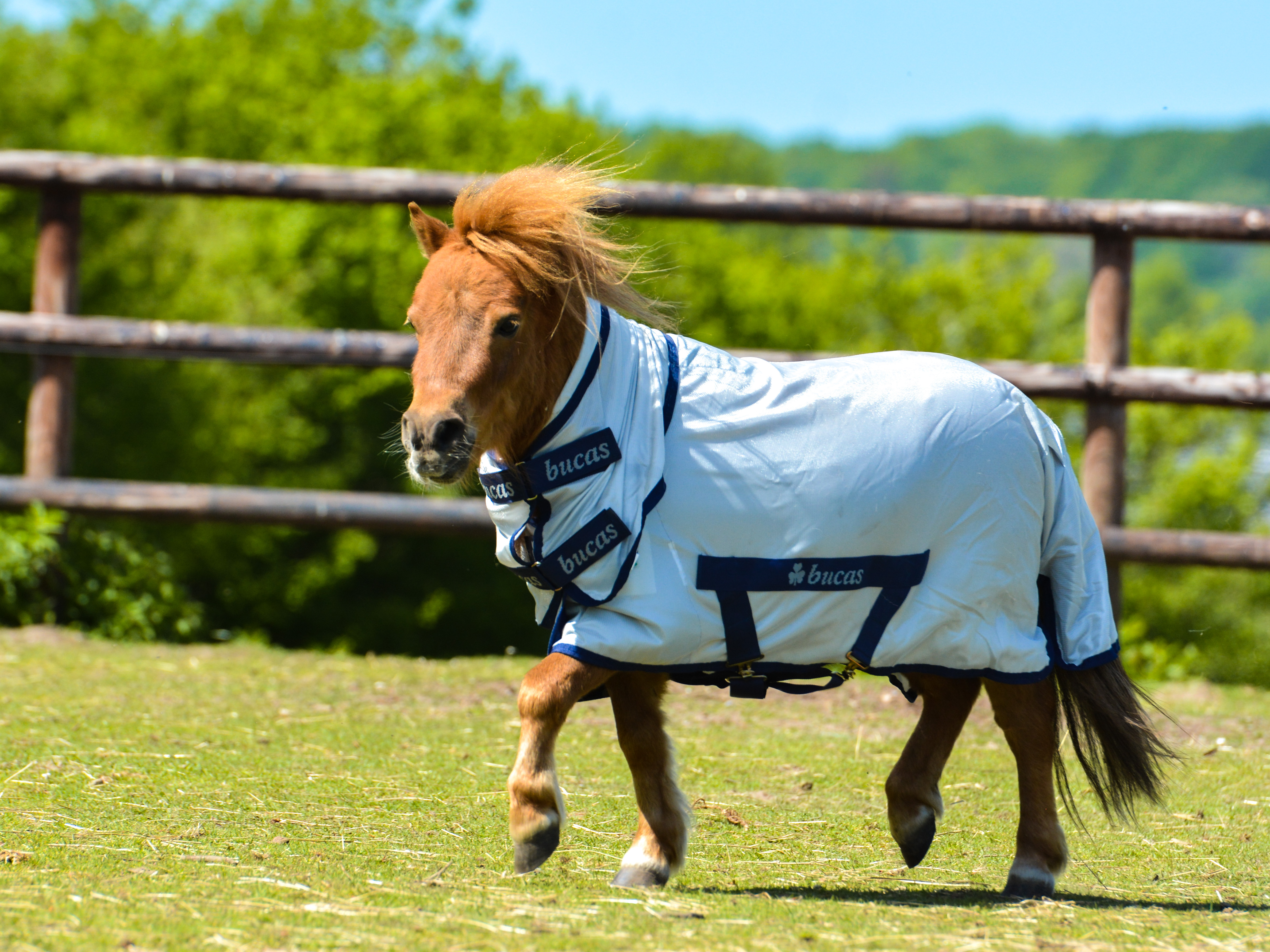 Bucas Freedom Fly Rug Pony Sizes – Silver/Blue - Silky lining