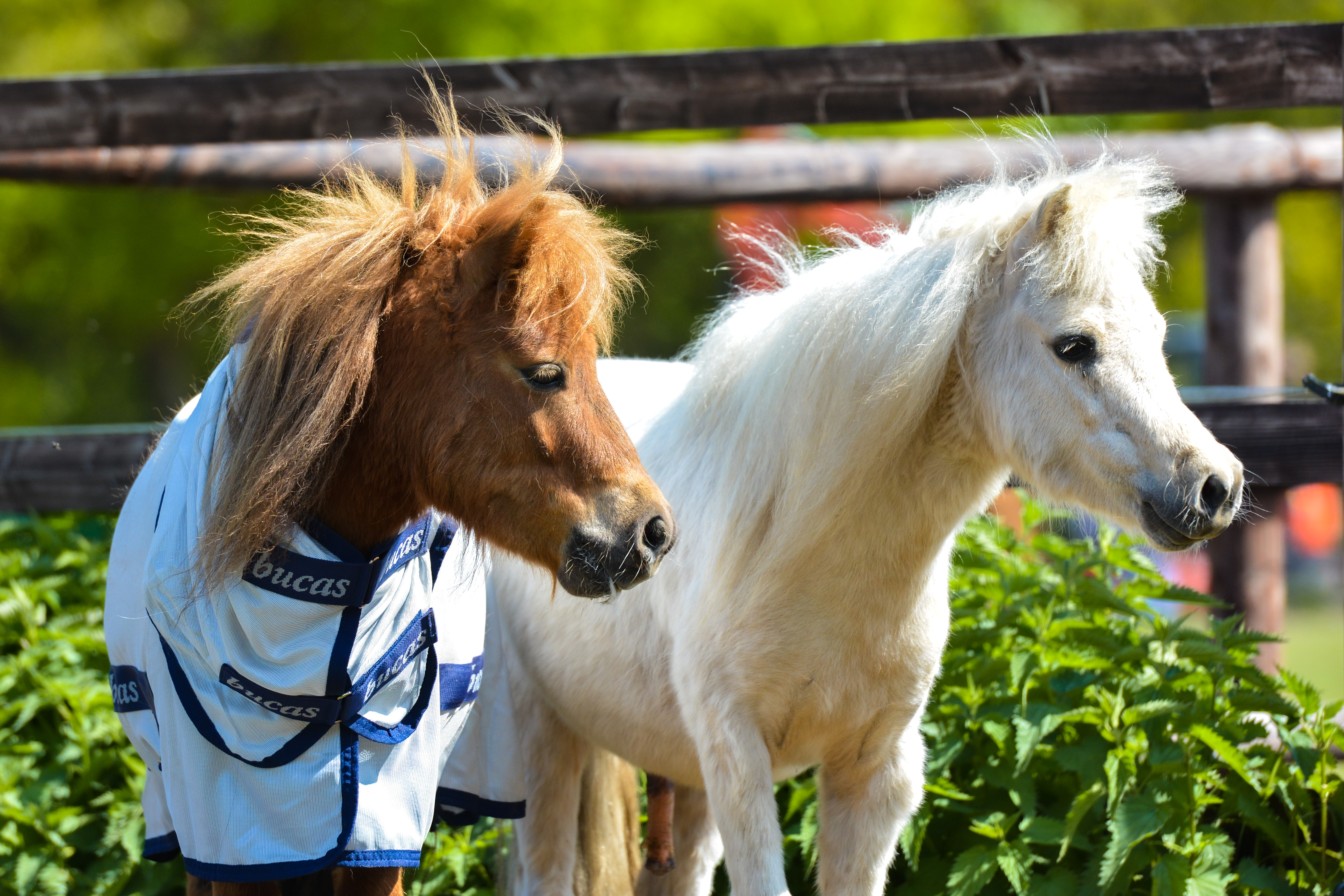 Bucas Freedom Fly Rug Pony Sizes – Silver/Blue - Light