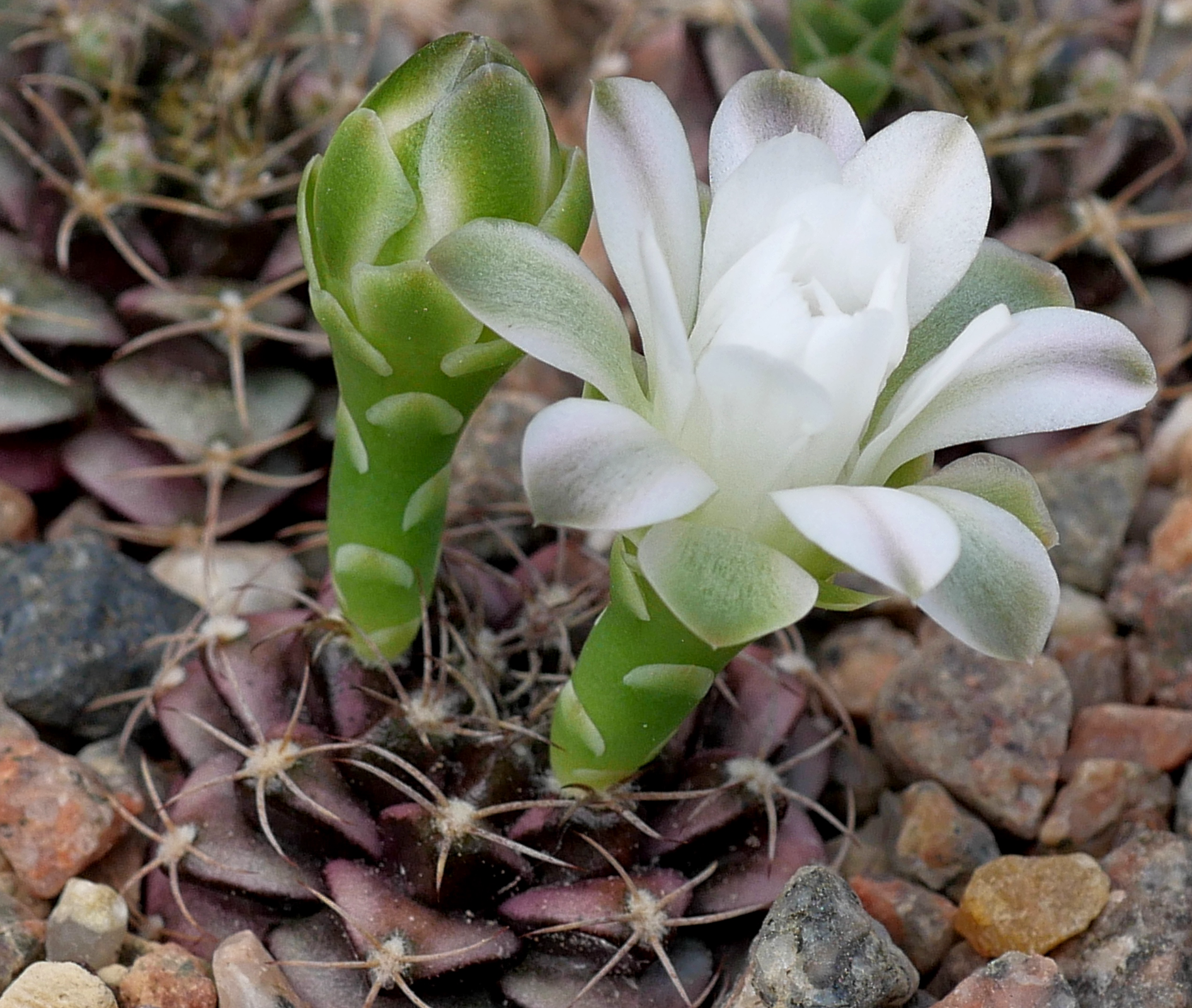[PLANT/PFLANZE] Gymnocalycium marekiorum v. roboreanum VOS 03-50