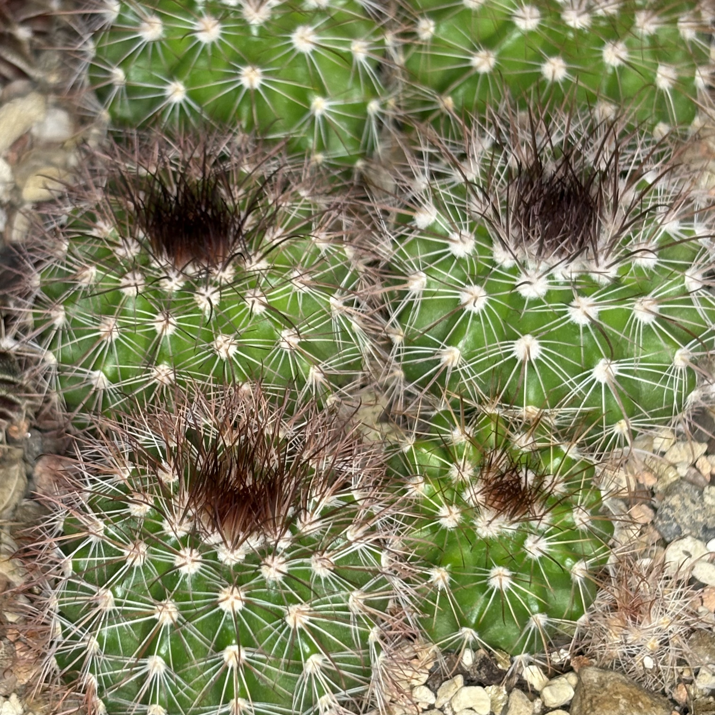 [PLANT/PFLANZE] Parodia gracilis RH 256