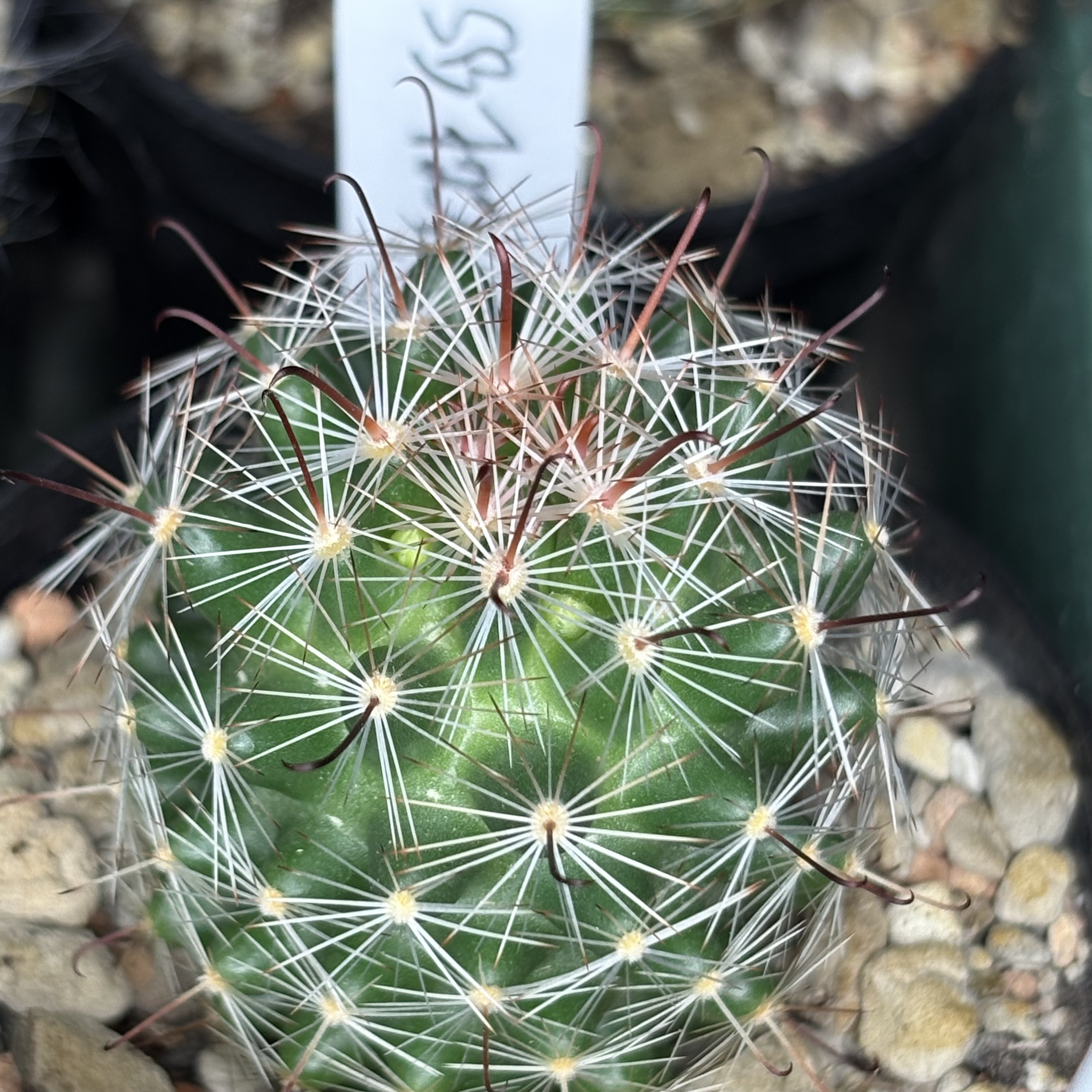 [PLANT/PFLANZE] Mammillaria meredirosei SB 727