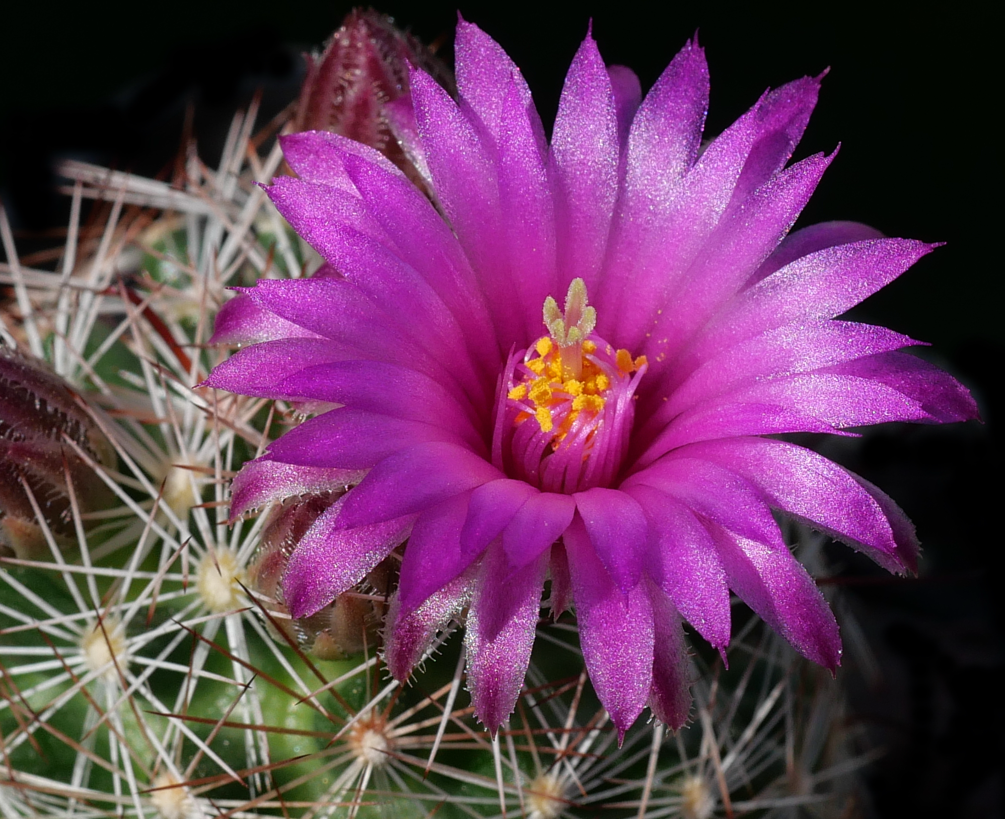 [PLANT/PFLANZE] Mammillaria meredirosei SB 727 - 2