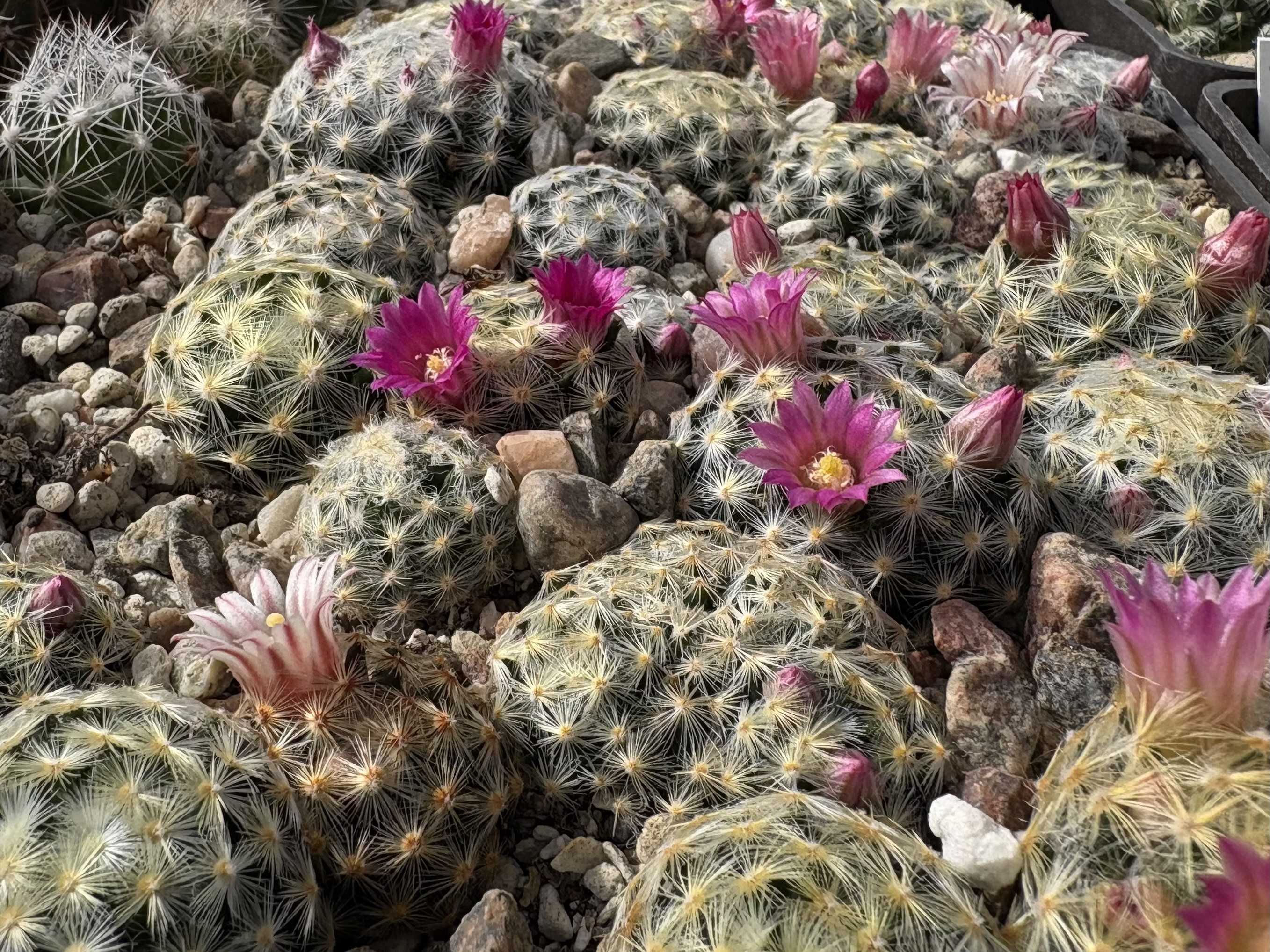 [PLANT/PFLANZE] Mammillaria schiediana 'mixed flowers'