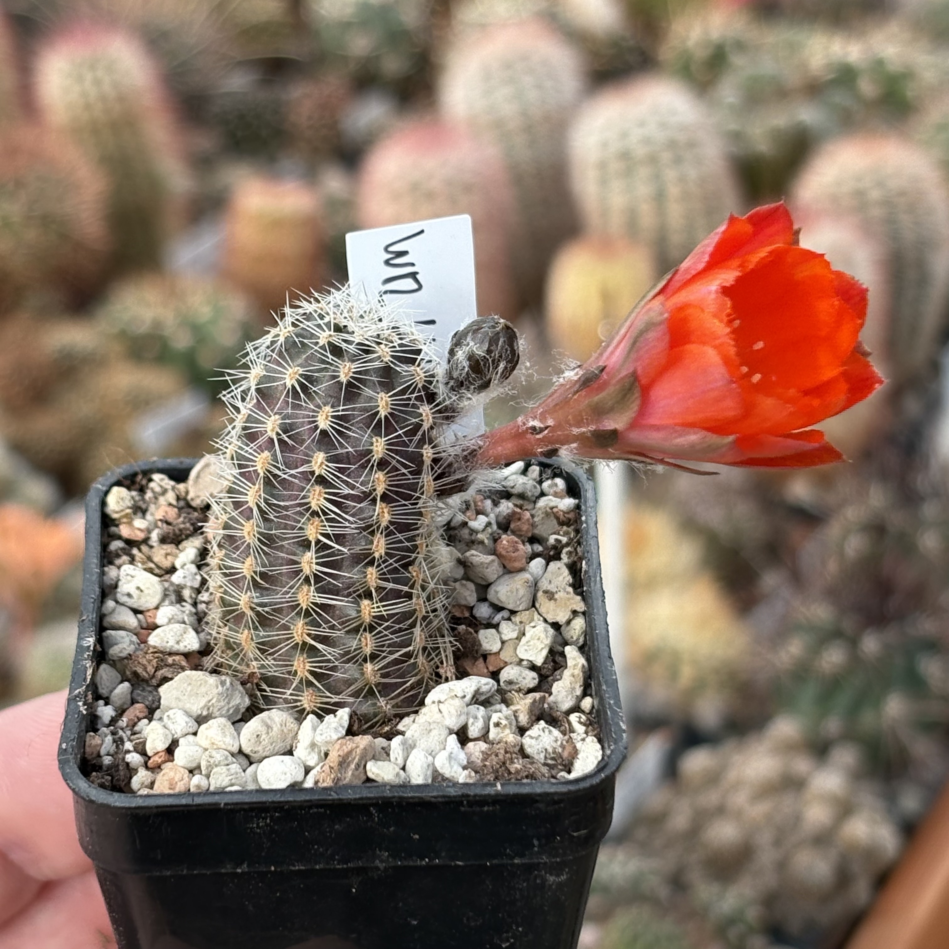 [PLANT/PFLANZE] Rebutia pygmaea v. friedrichiana WR 646