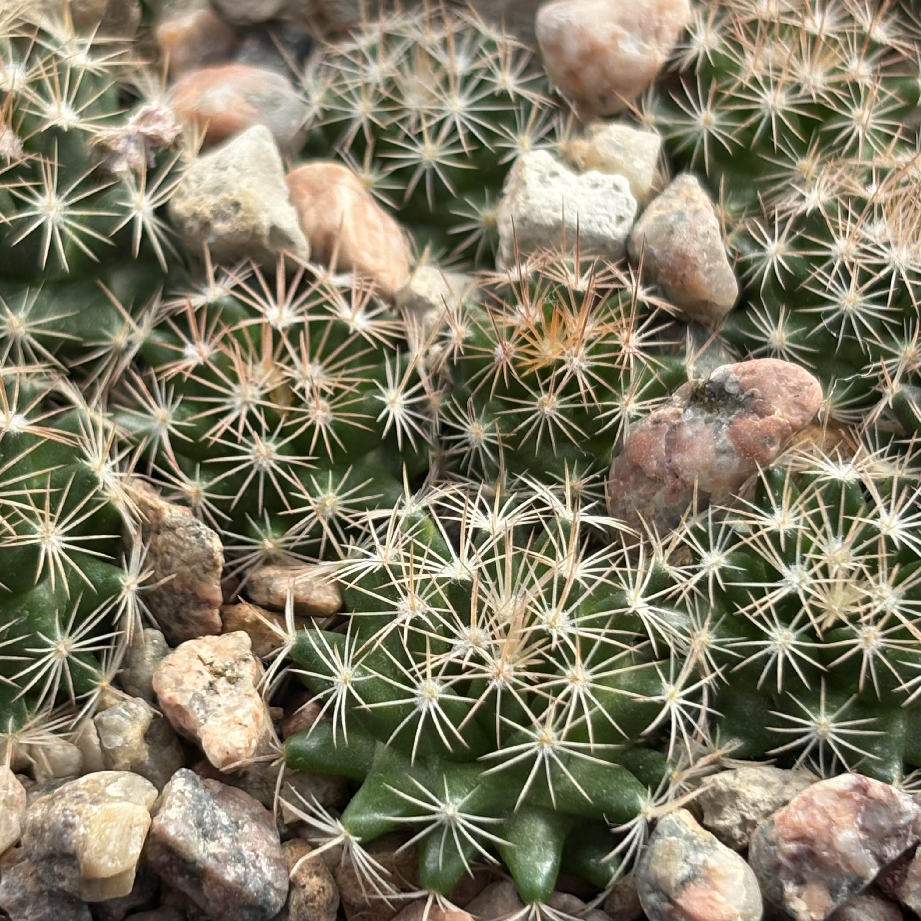 [PLANT/PFLANZE] Mammillaria coahuilense - 2