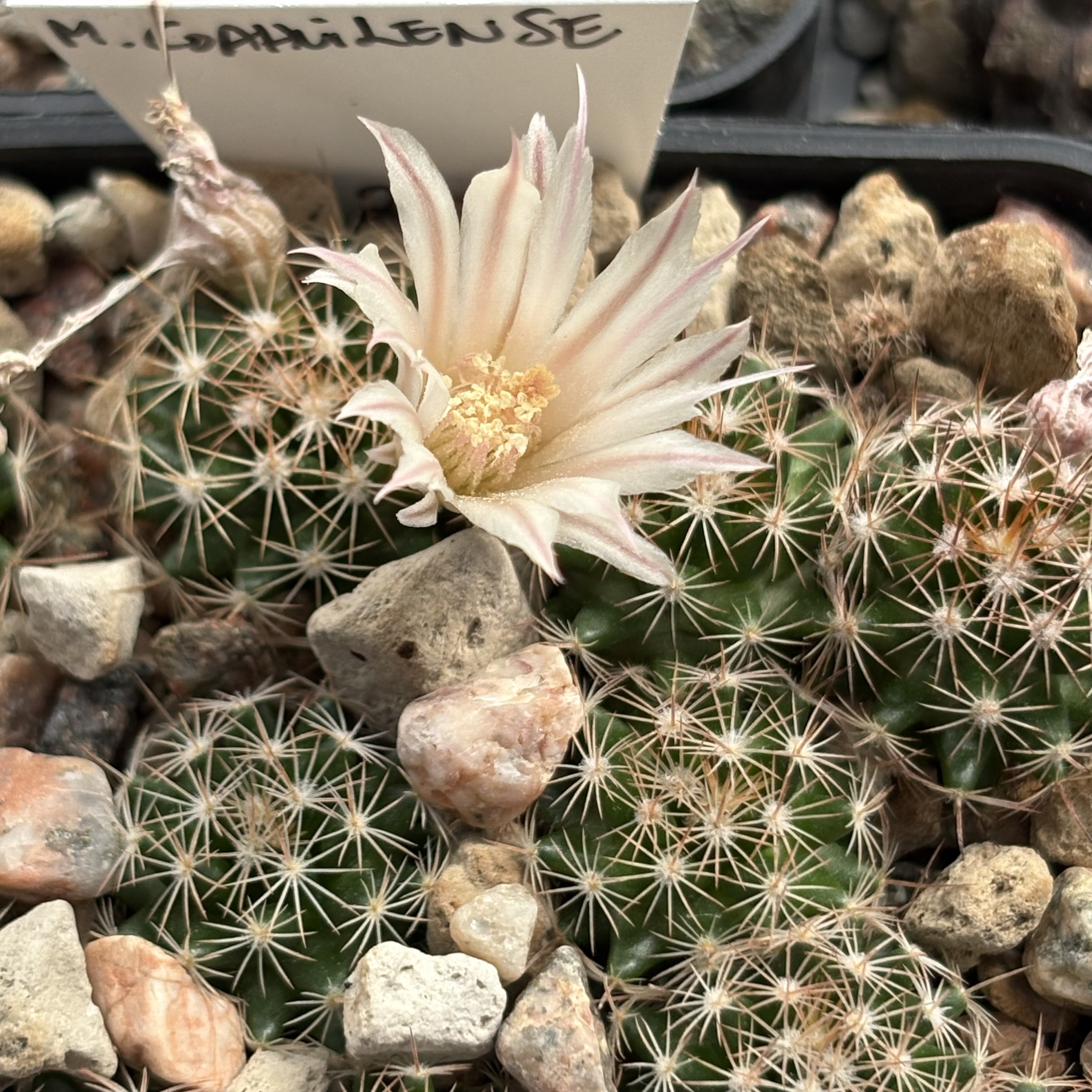 [PLANT/PFLANZE] Mammillaria coahuilense
