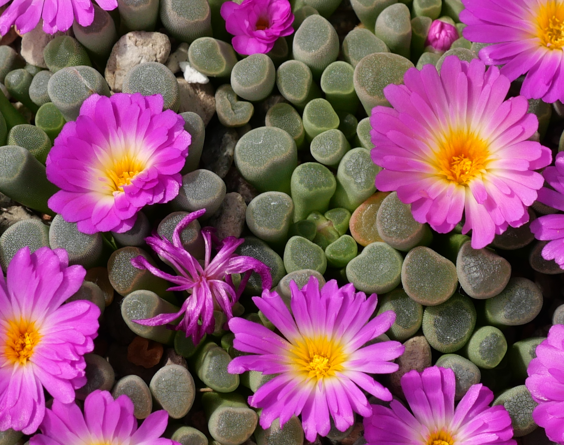 [PLANT/PFLANZE] Frithia pulchra
