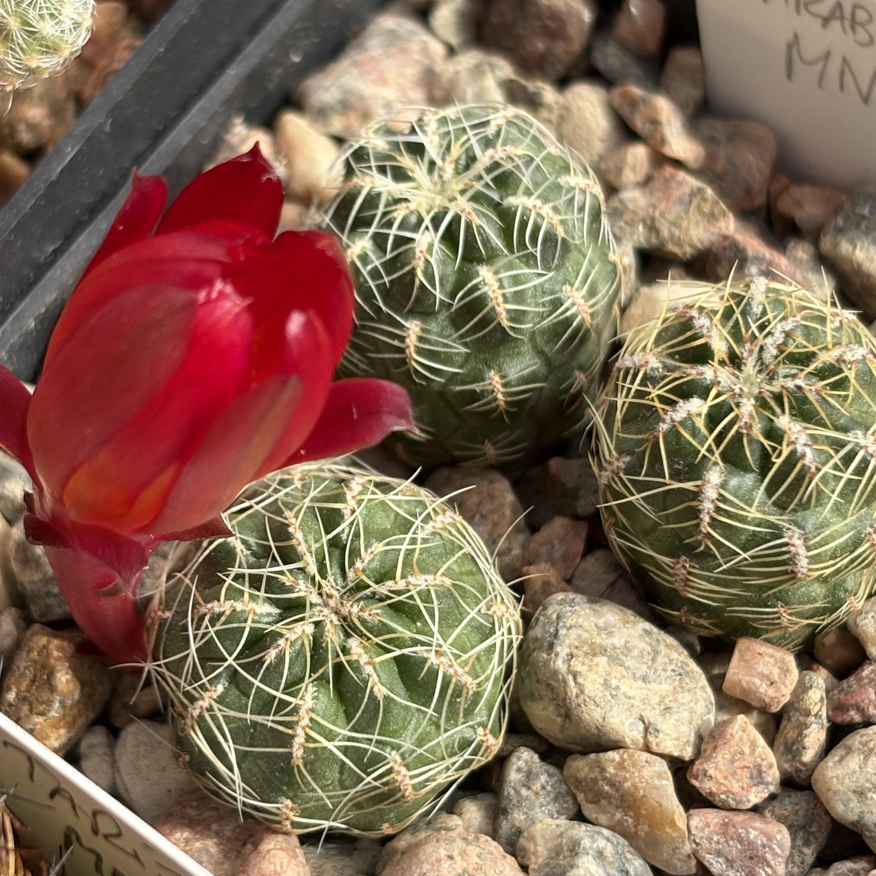 [PLANT/PFLANZE] Sulcorebutia tarabucoensis MN 724
