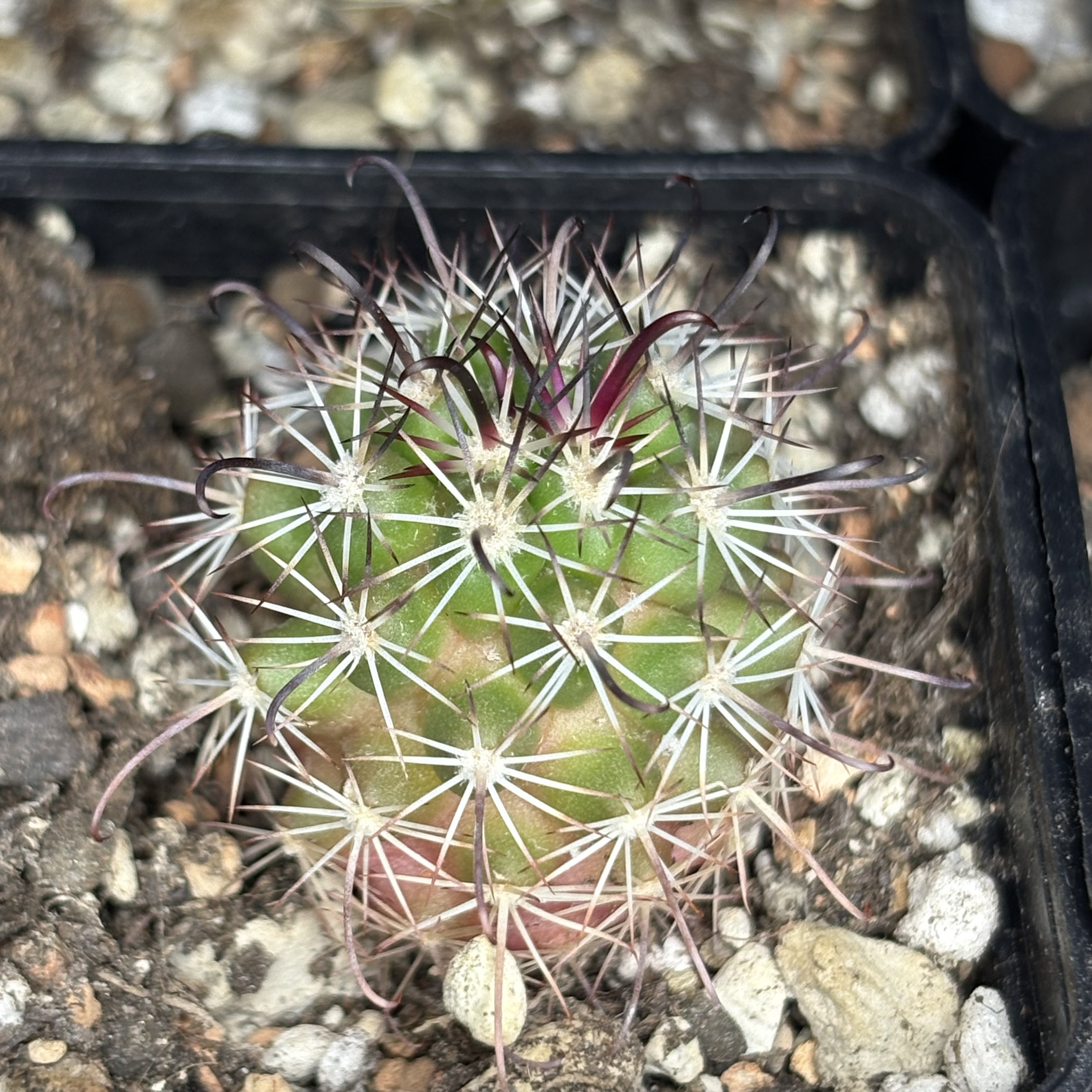 [PLANT/PFLANZE] Mammillaria mazatlanensis (Topolobambo) - 2