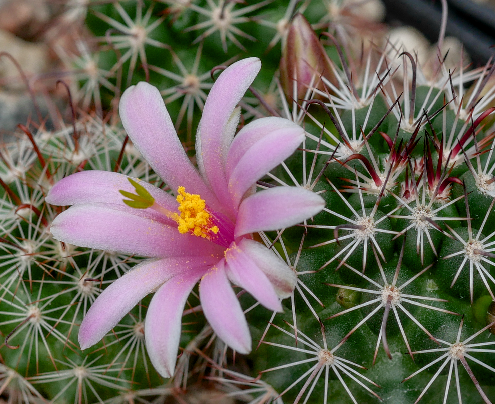 [PLANT/PFLANZE] Mammillaria mazatlanensis (Topolobambo)