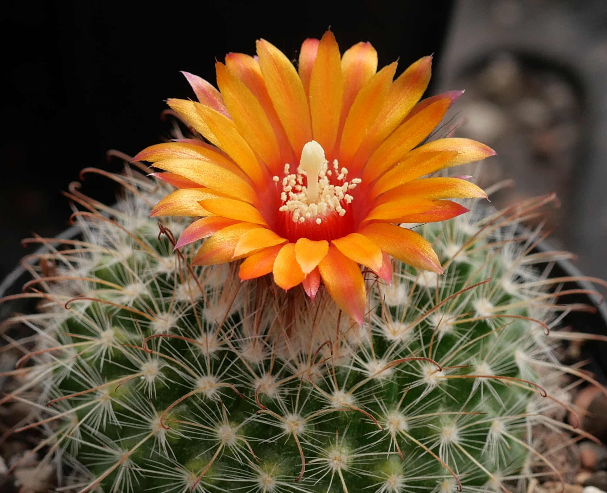 [PLANT/PFLANZE] Parodia herzogii WR 707a