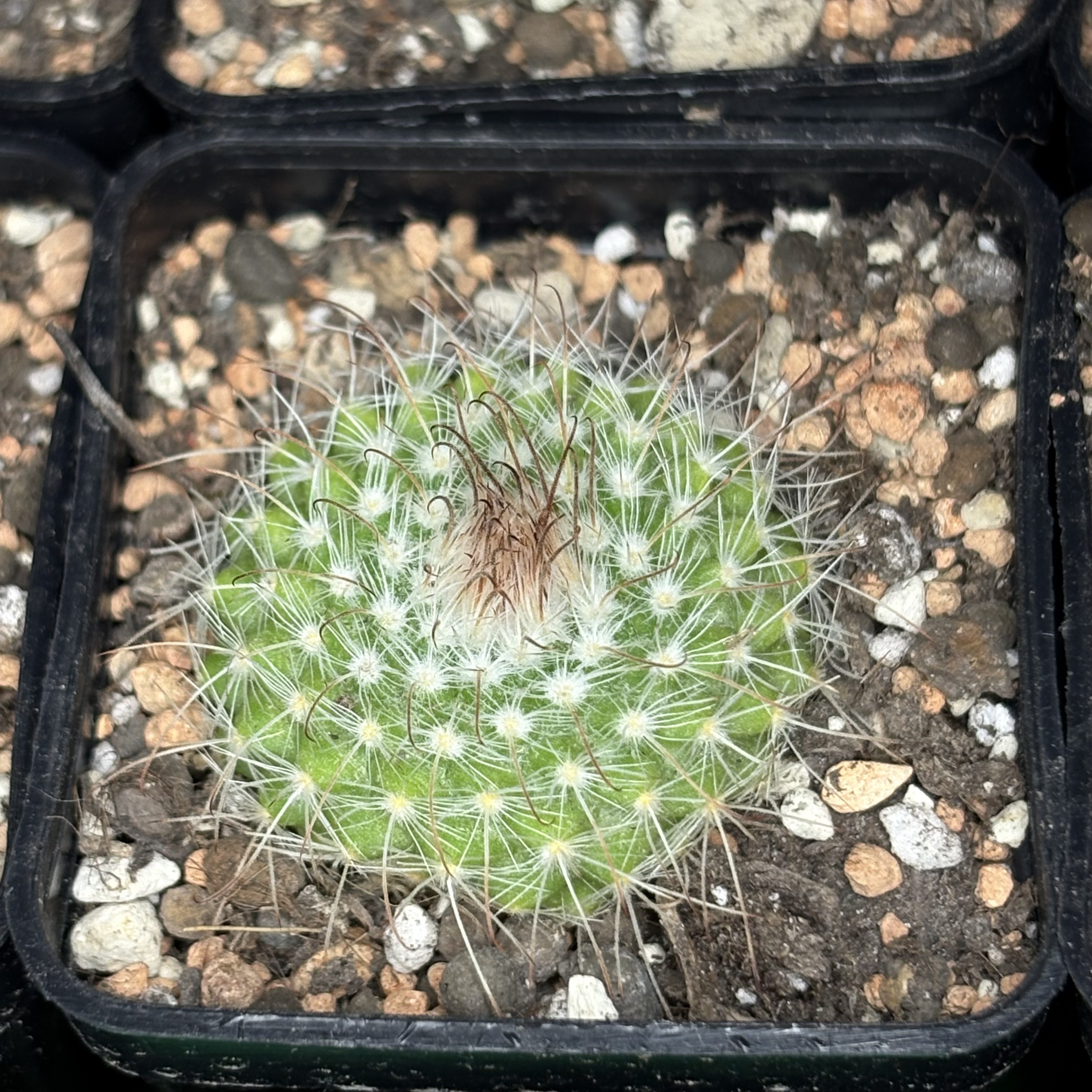 [PLANT/PFLANZE] Parodia herzogii WR 707a - 2
