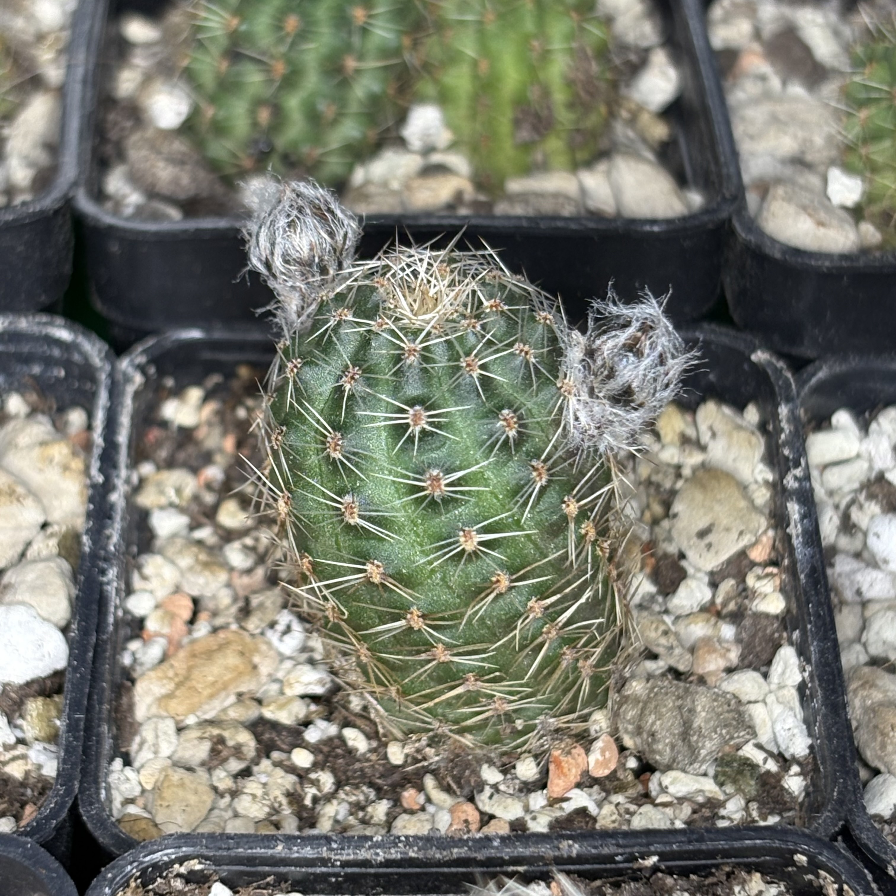 [PLANT/PFLANZE] Rebutia pygmaea MN 196 - 2