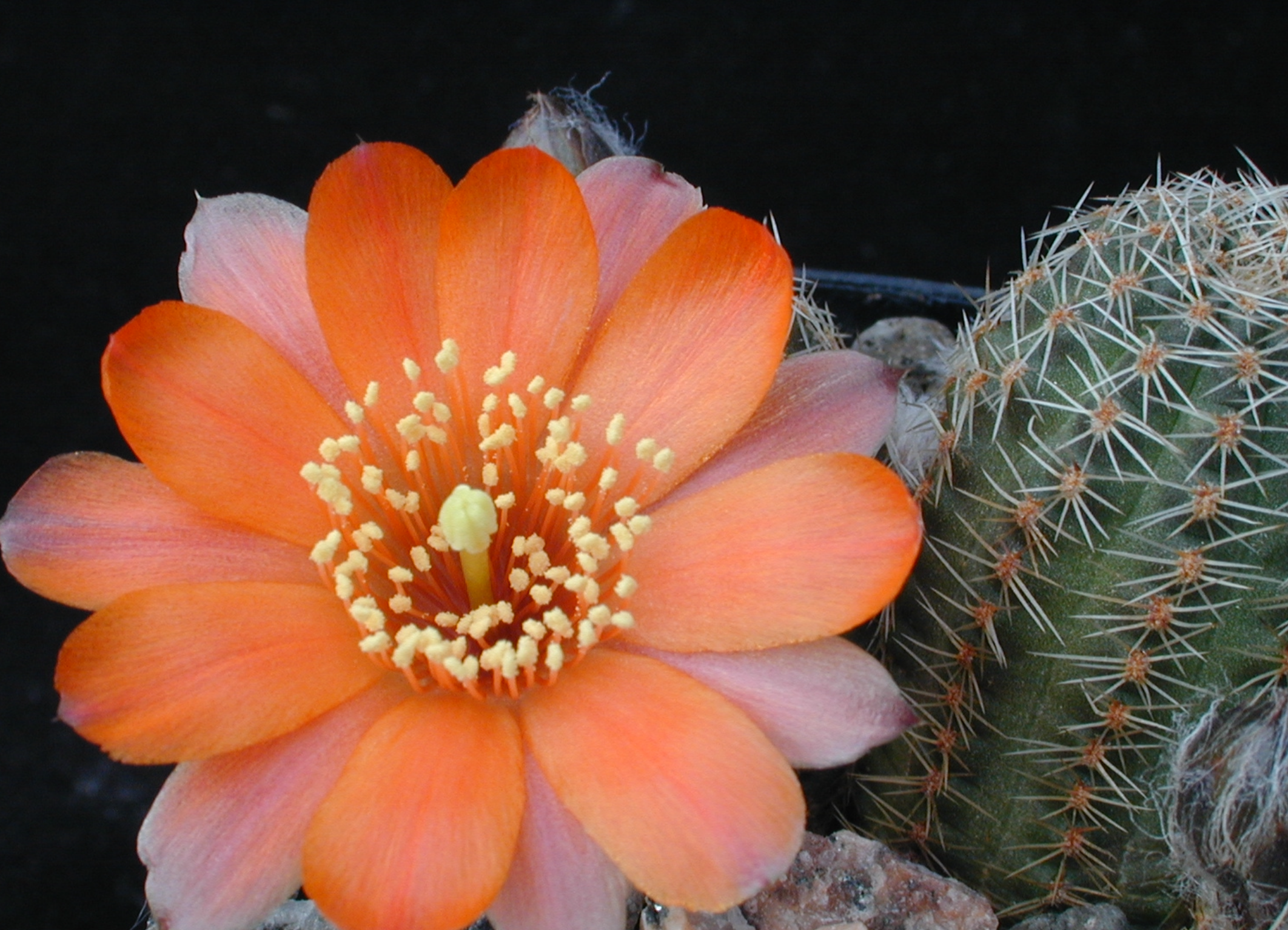 [PLANT/PFLANZE] Rebutia pygmaea MN 196