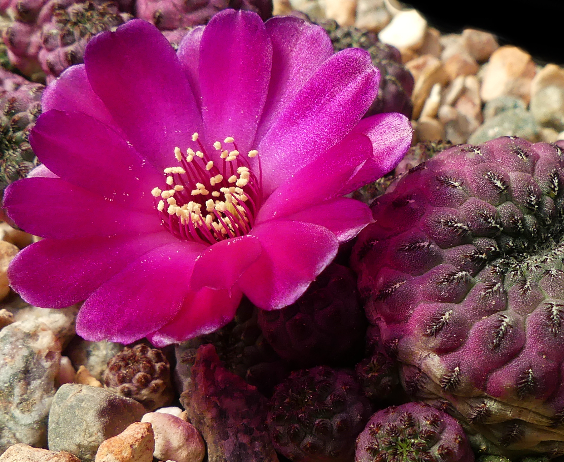 [PLANT/PFLANZE] Sulcorebutia rauschii 'violet'