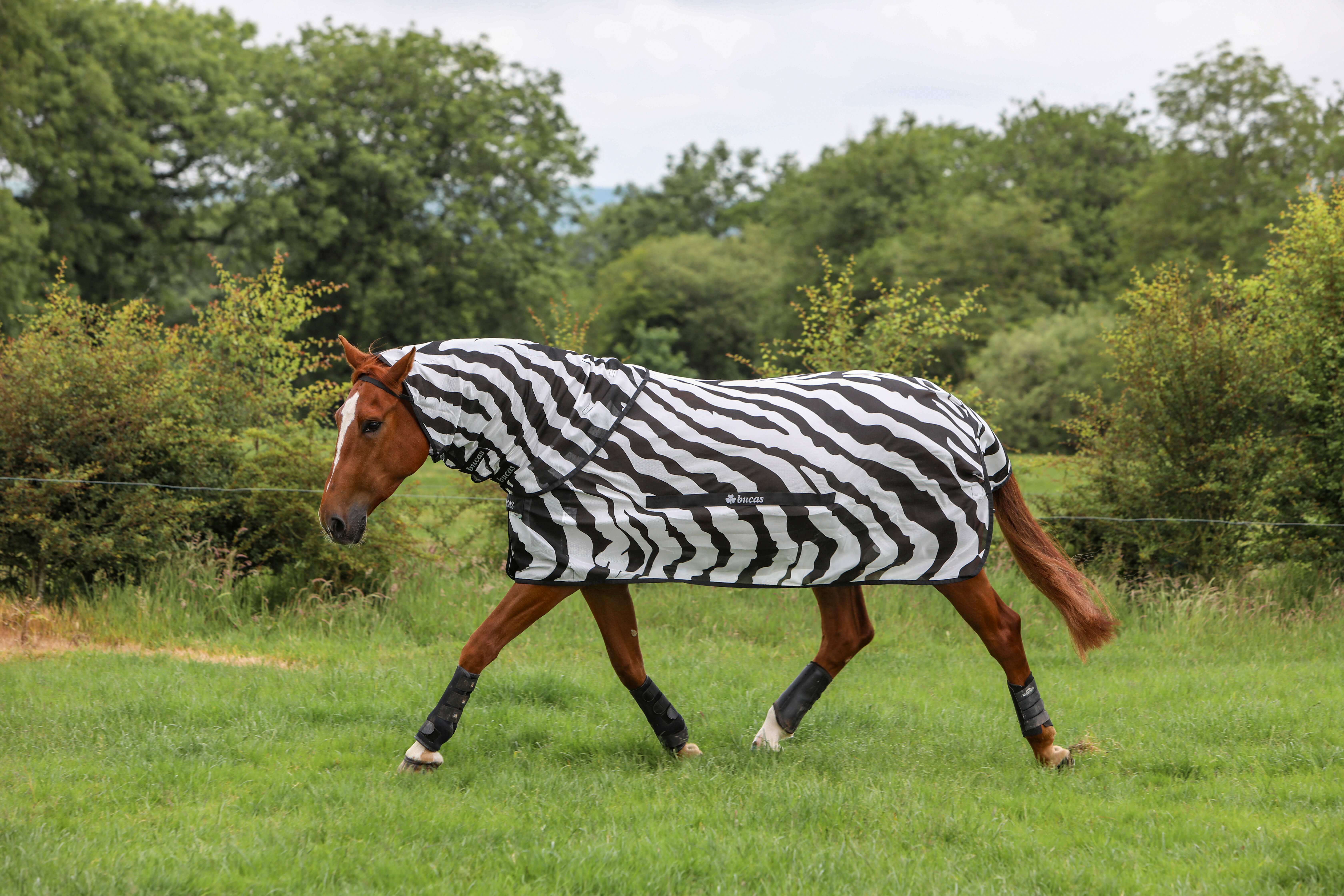 Bucas Buzz-Off Zebra Flugtäcke Med Avtagbar Hals (130)