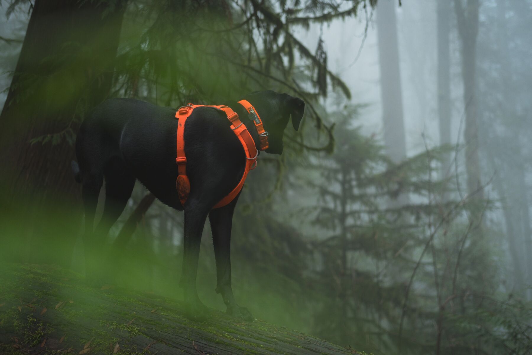 Ruffwear Front Range Collar - Blaze Orange - 6