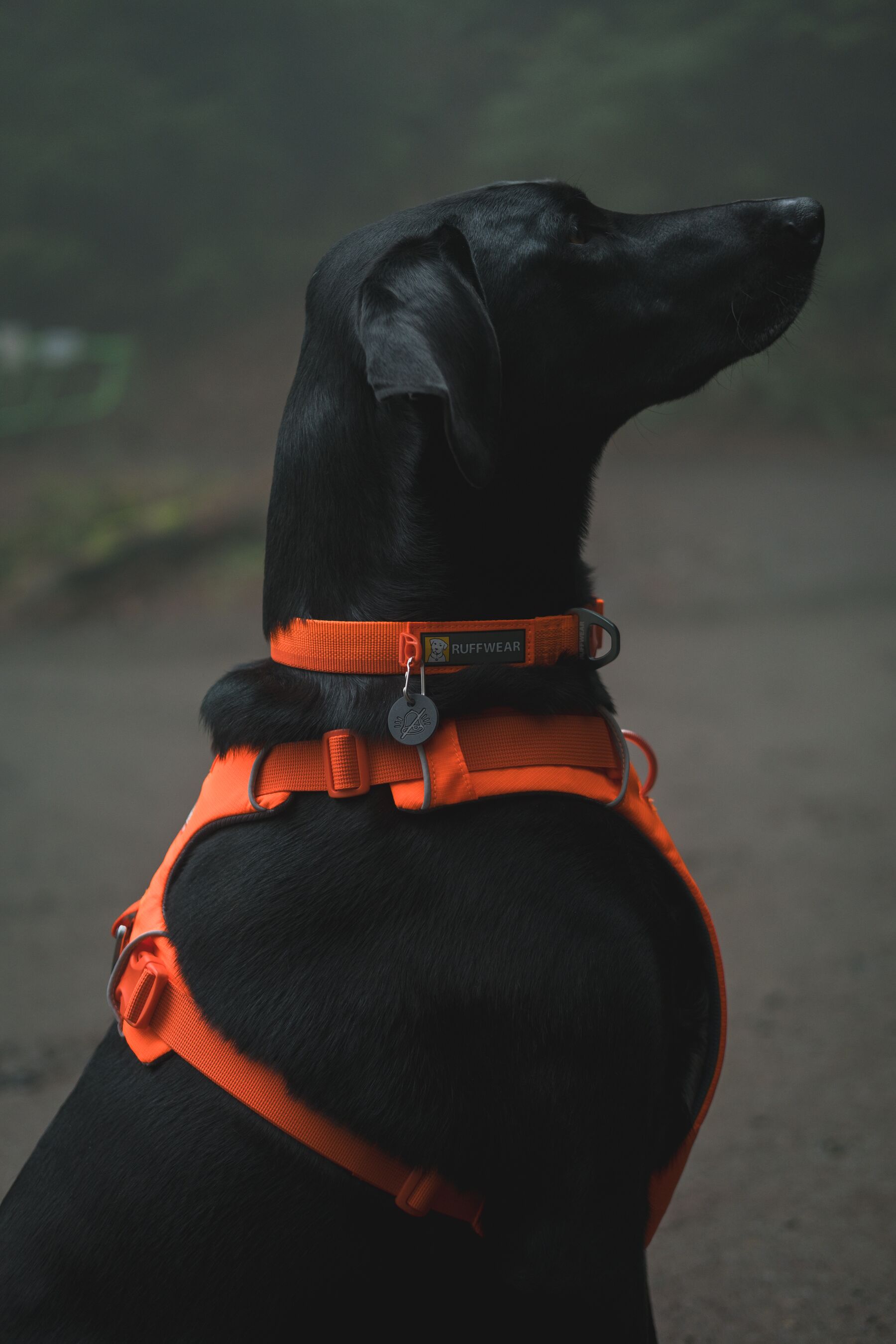 Ruffwear Front Range Collar - Blaze Orange - 7