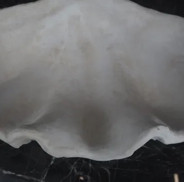 Panay Clam Shell Small - 2