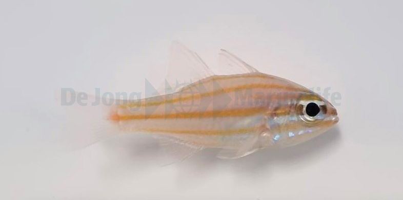 Apogon Cyanosoma (reef safe)