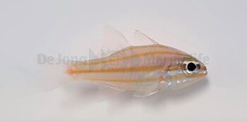Apogon Cyanosoma (reef safe)