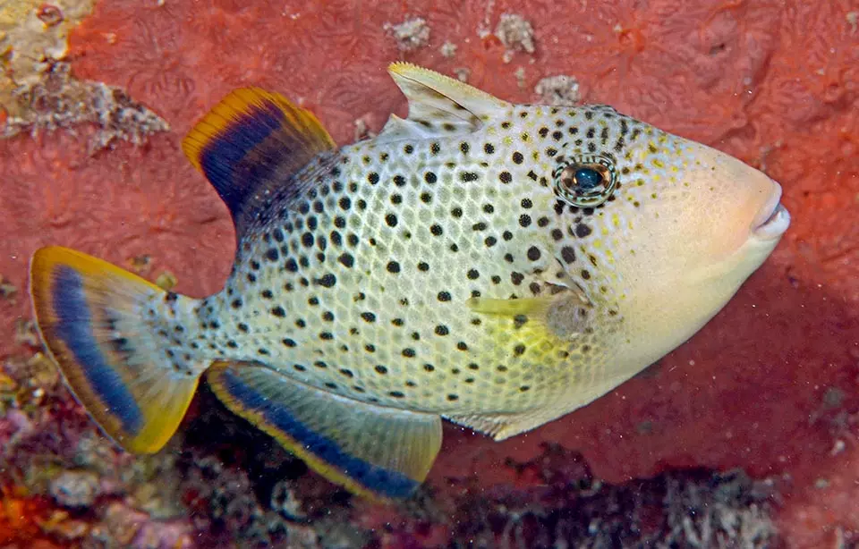 Pseudobalistes Flavimarginatus