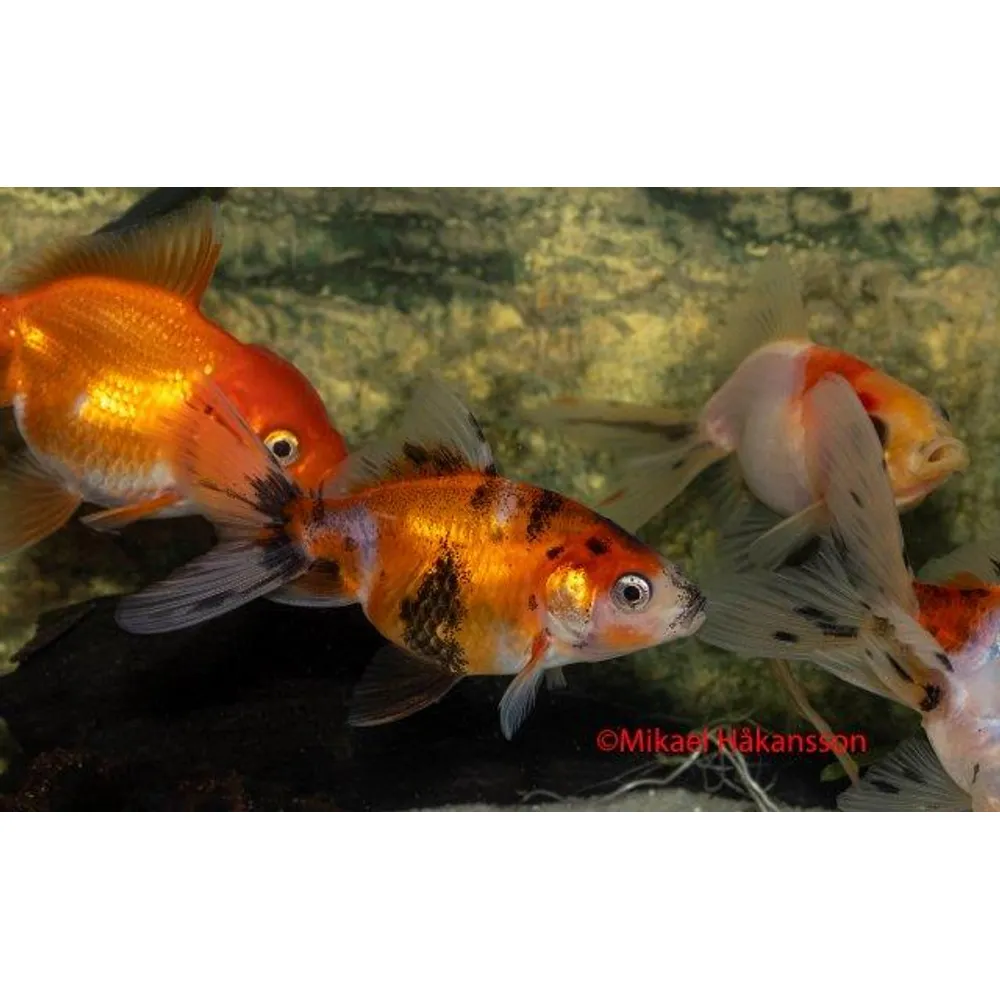 Slöjstjärt Mix 3-4cm (Carassius auratus)
