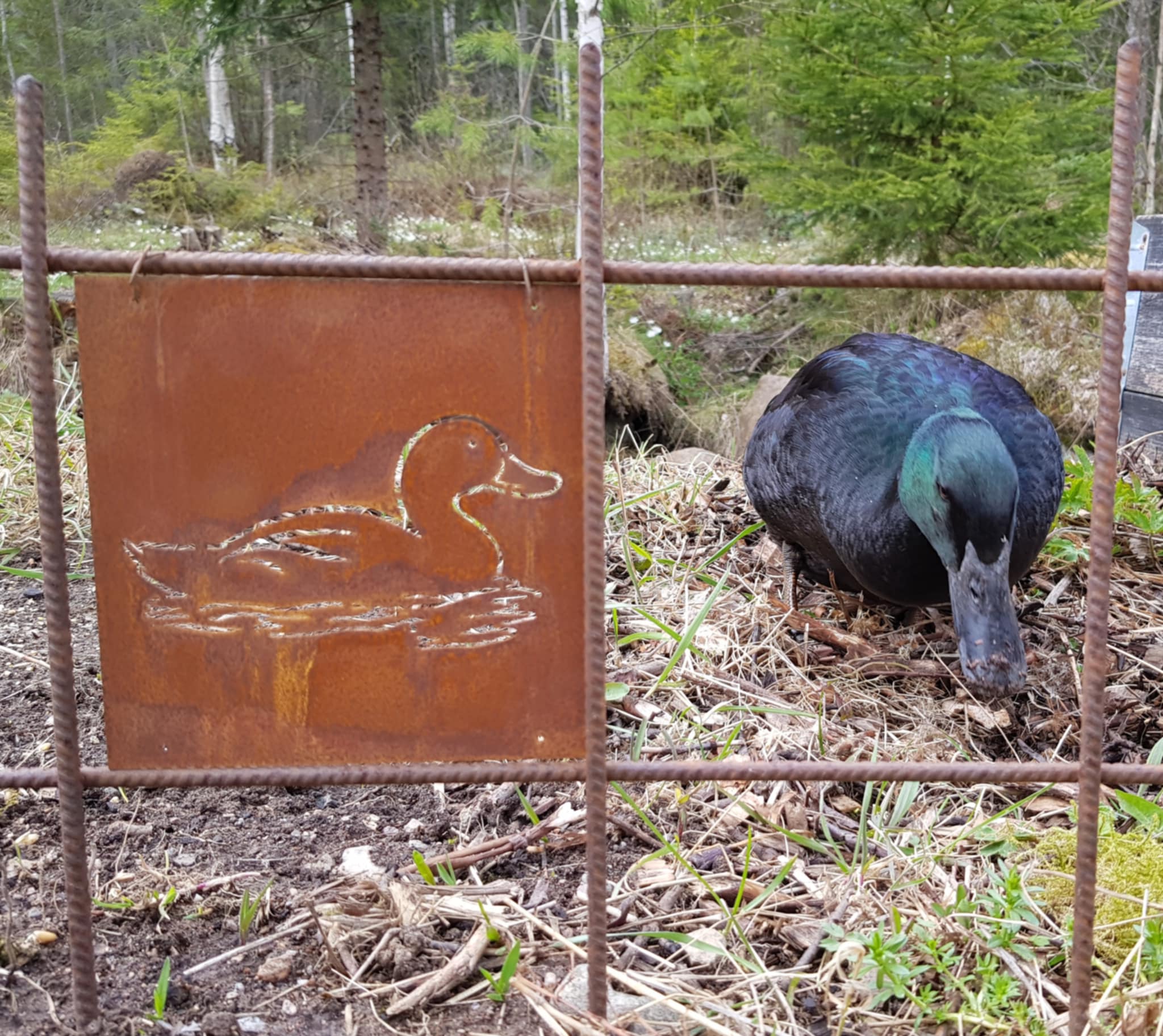 Trädgårdsskylt - Anka - 3