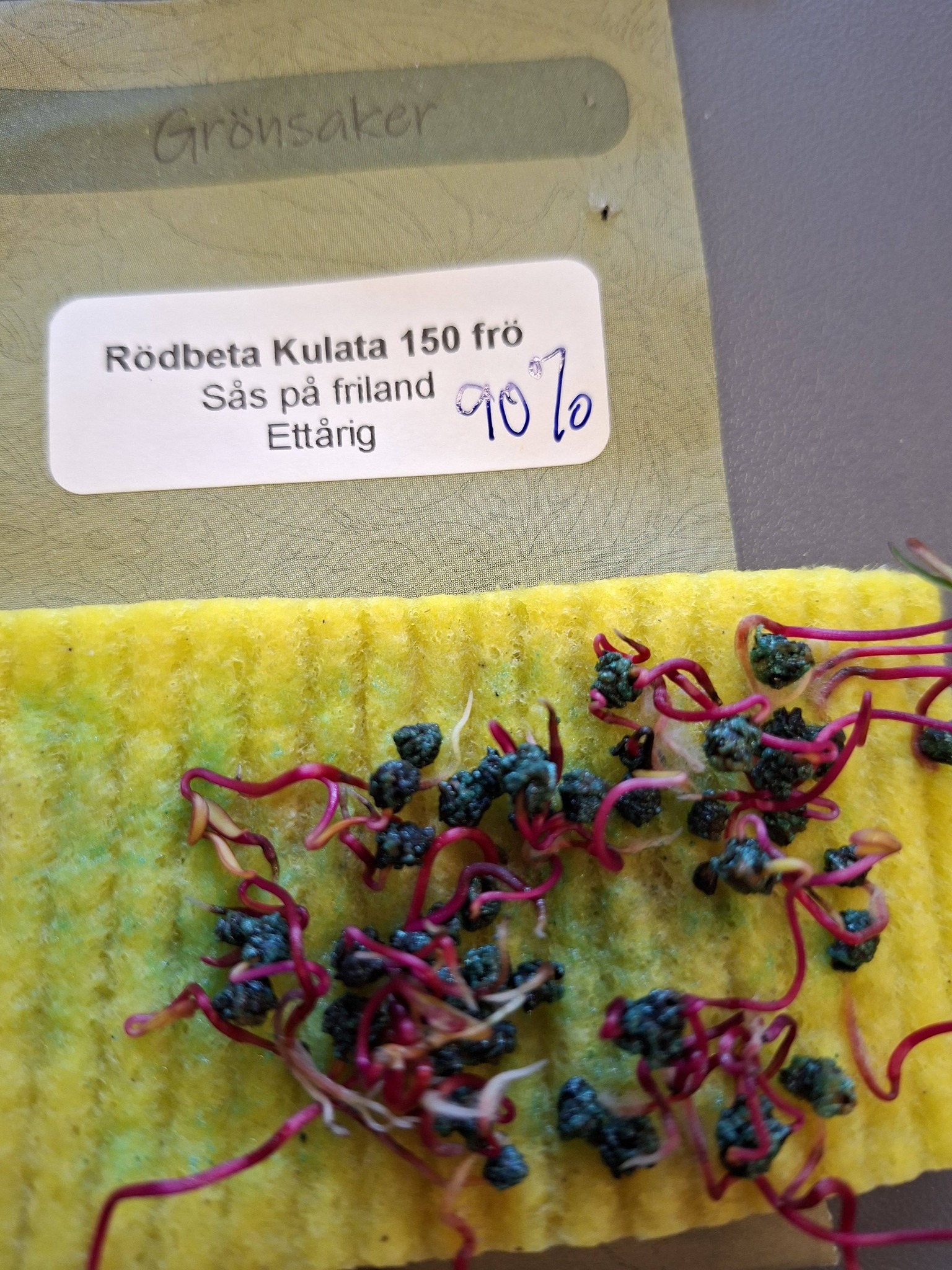 Rödbeta "Kulata 150 frön - 2