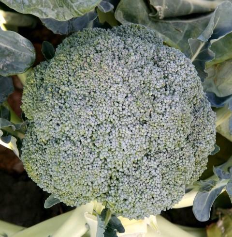 Broccoli Lucky F1 10 frön