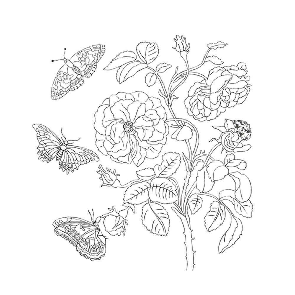 Coloring Art, Maria Sibylla Merian - 4